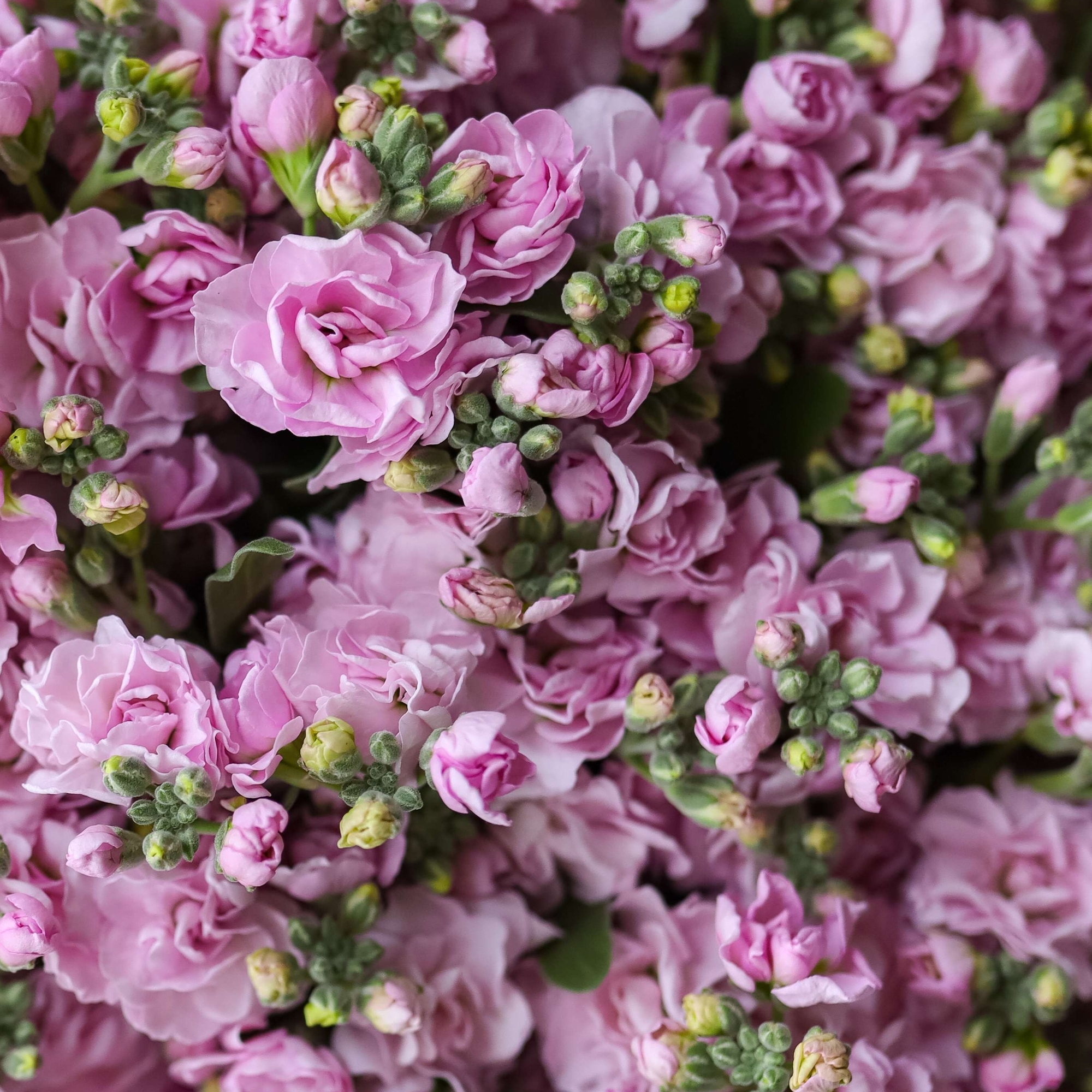 Розовая кустовая маттиола