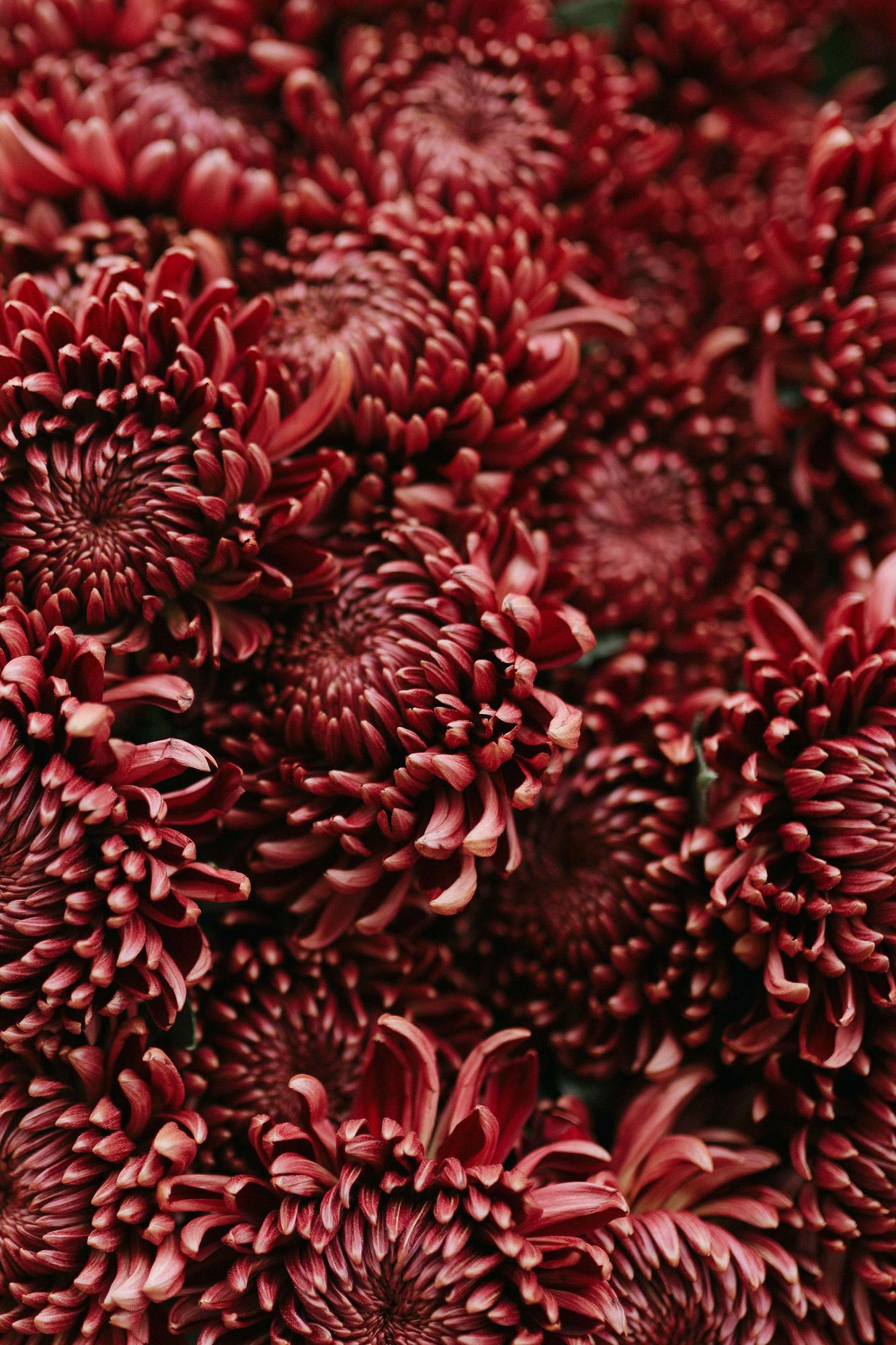 Хризантемы "Бигуди red"