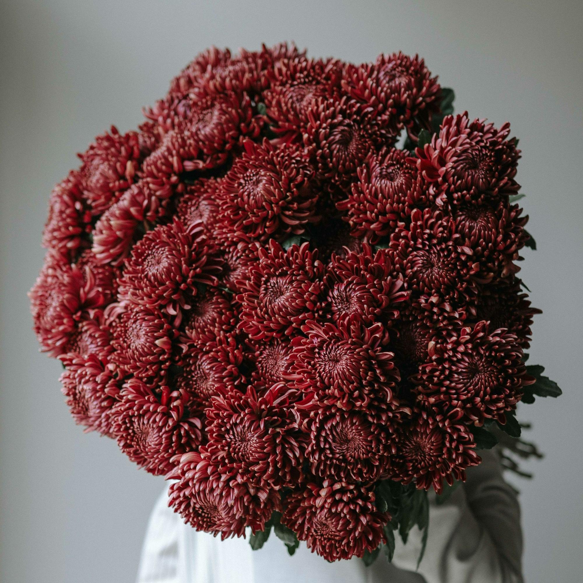 Хризантемы "Бигуди red"