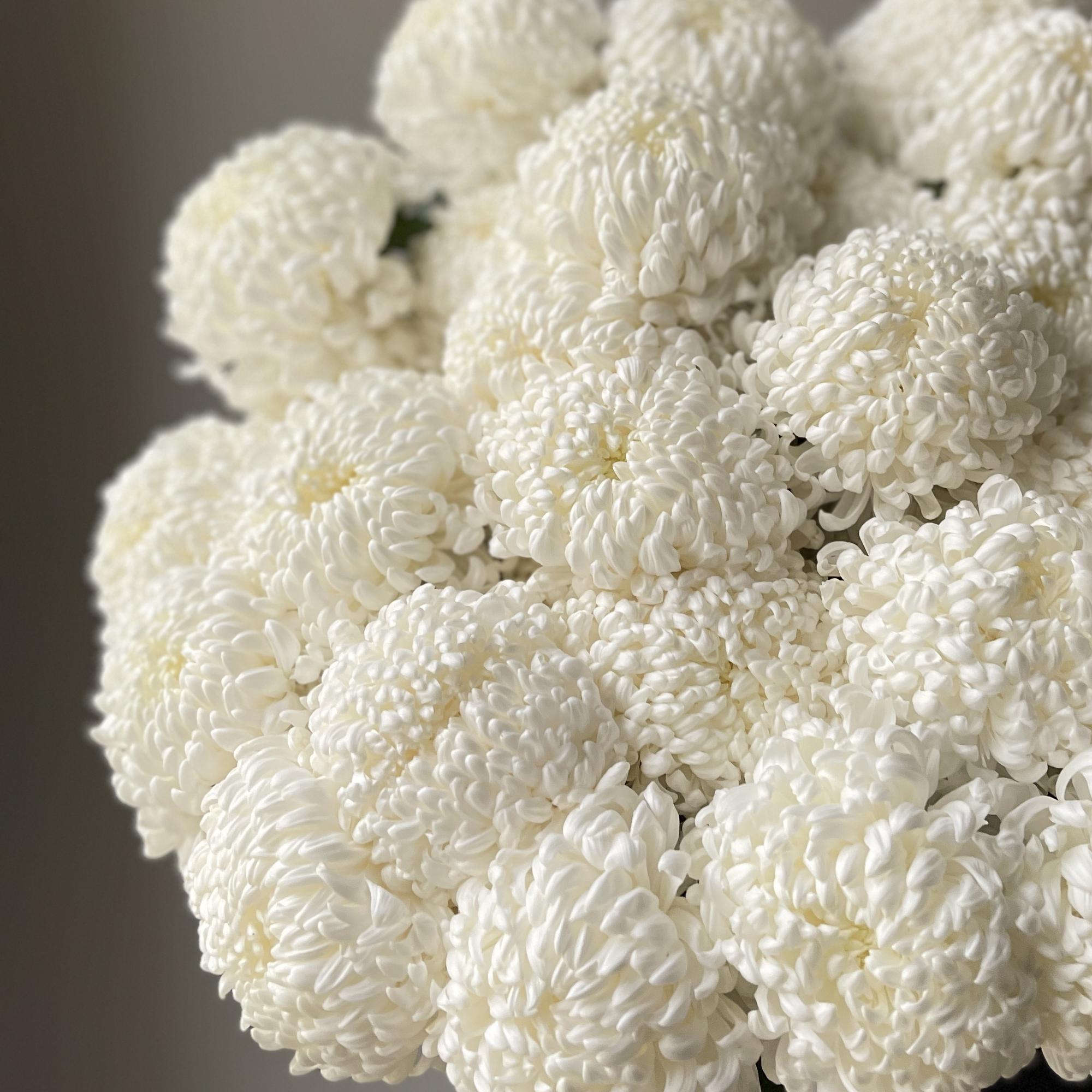 Хризантемы Айсберг