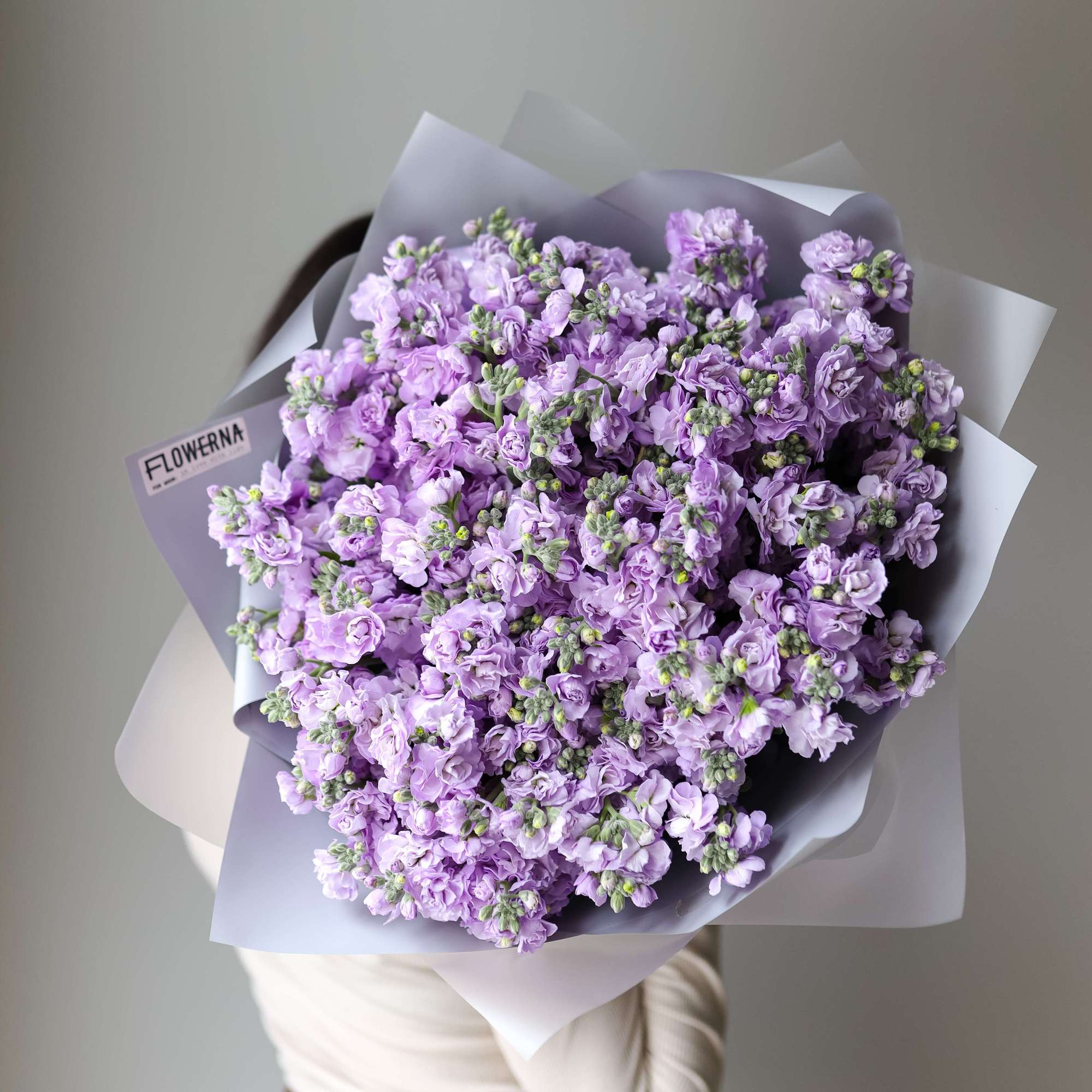 Сиреневая кустовая маттиола