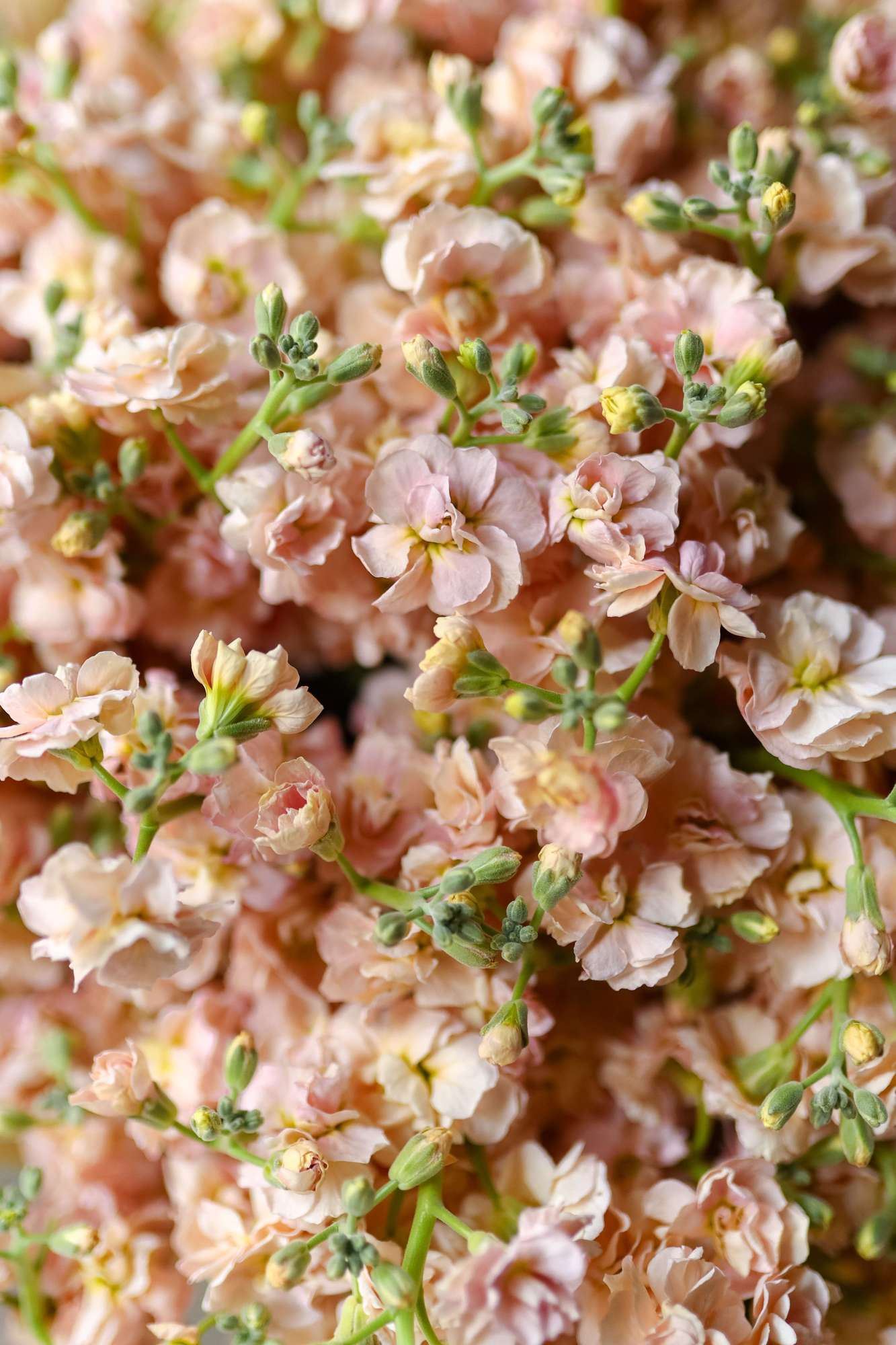 Персиковая кустовая маттиола