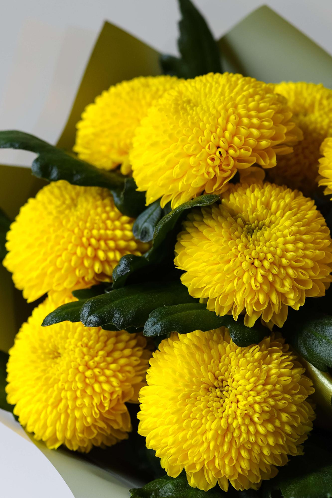 Хризантемы "Борг"