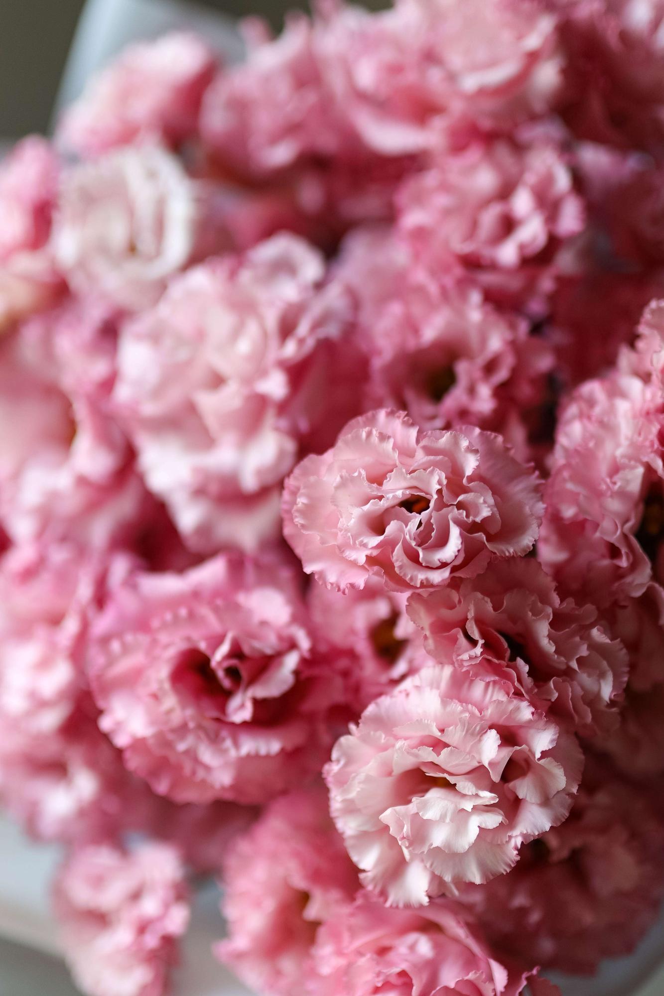 Розовая эустома