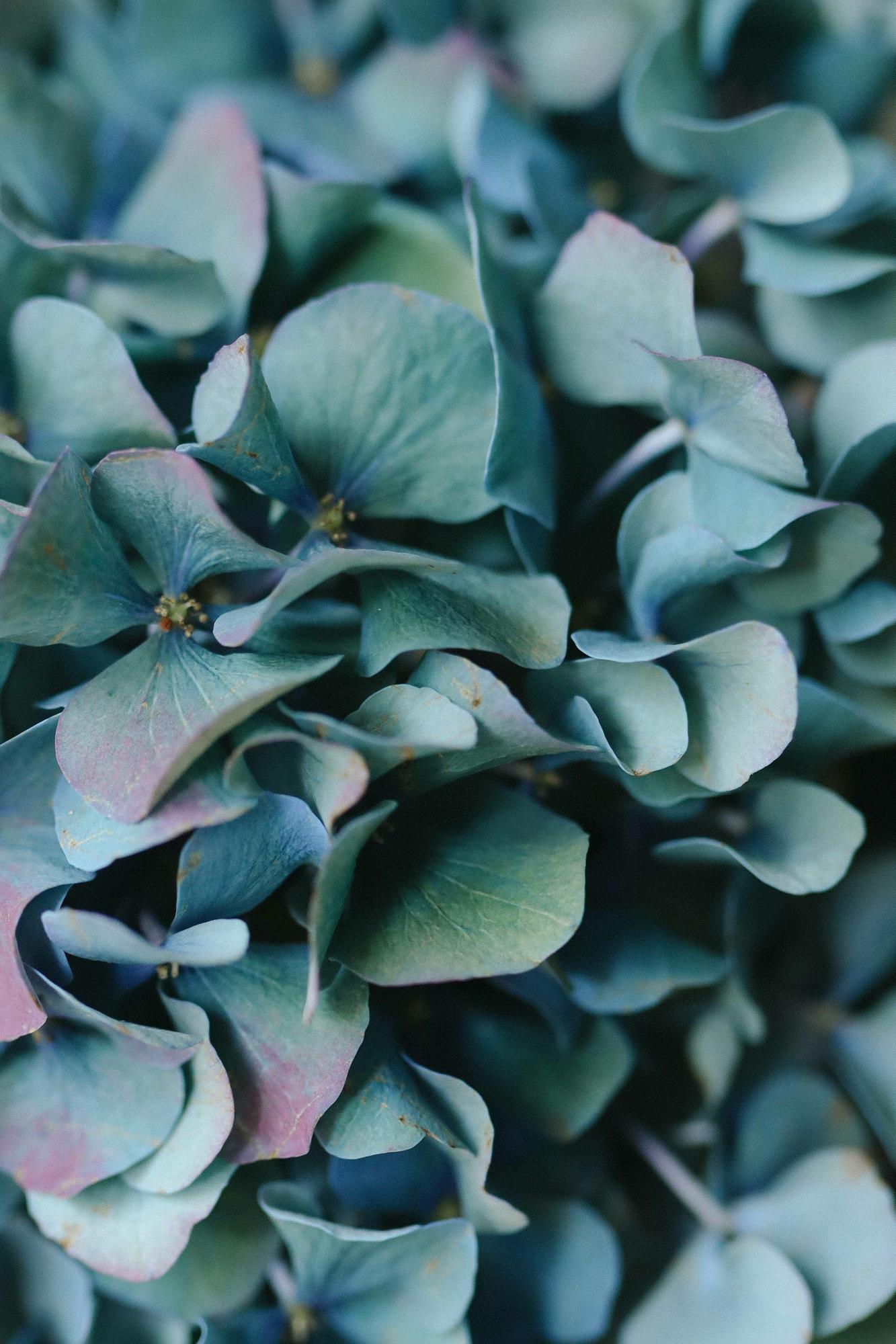 Гортензия "Пимпернел Классик"