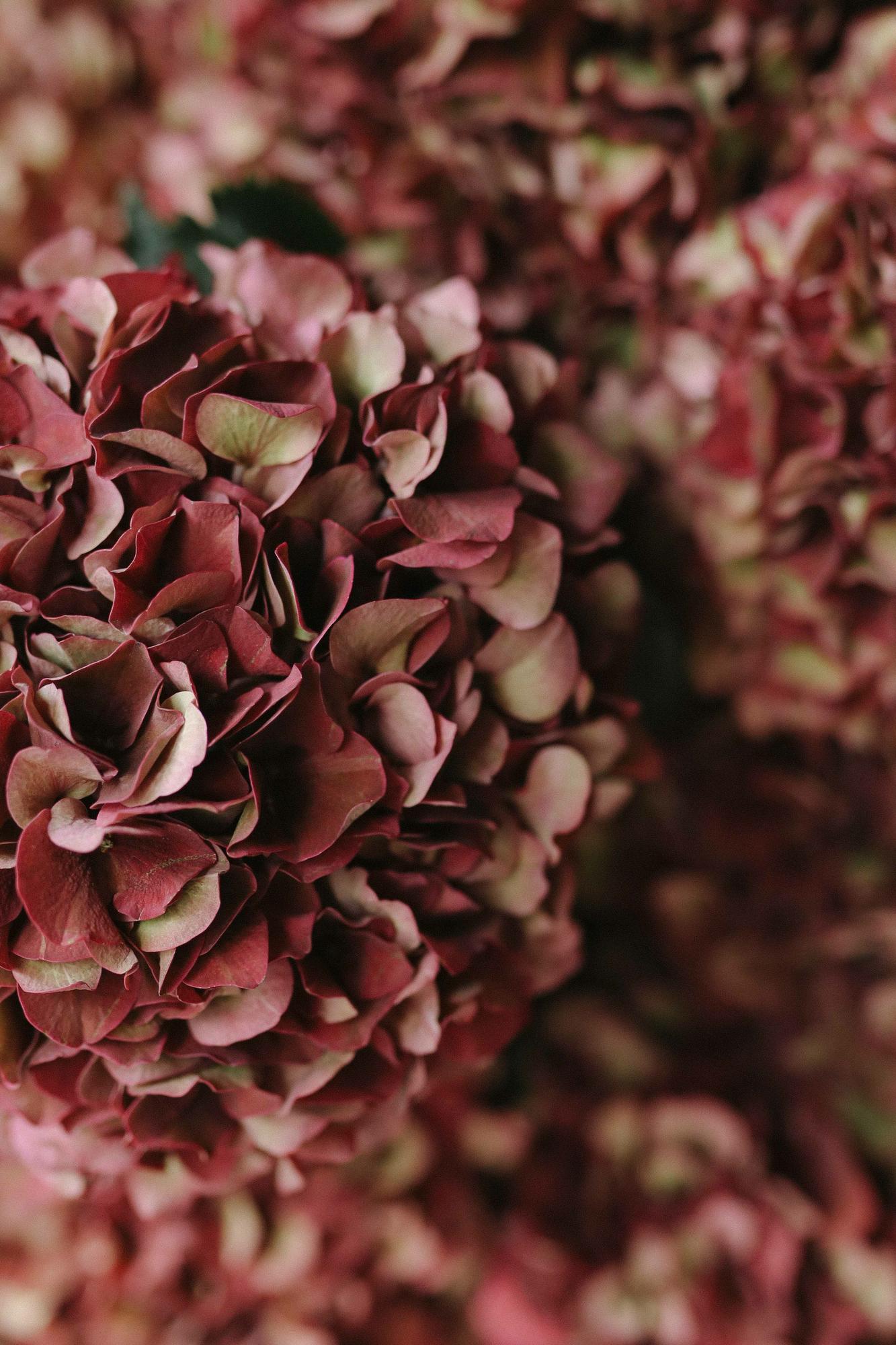 Гортензия "Меджикал Руби Ред"