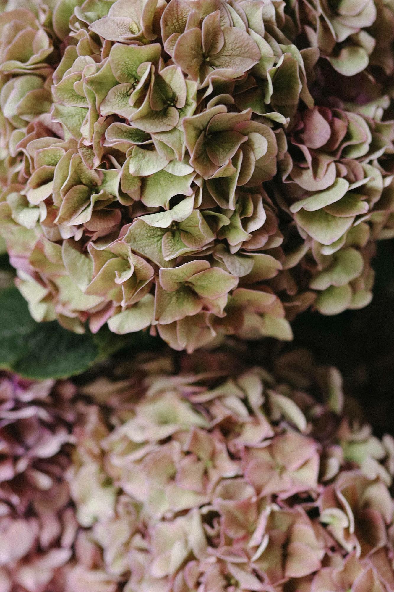 Гортензия "Меджикал Свит Руби"