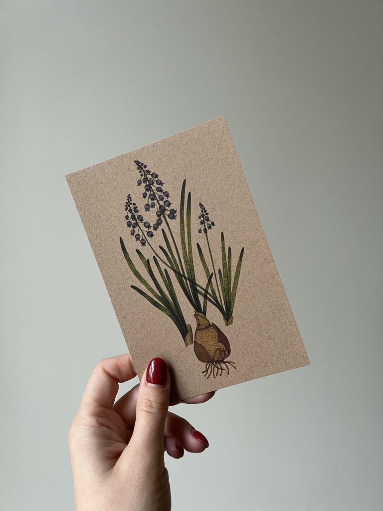 Открытка "Ботаническая иллюстрация"