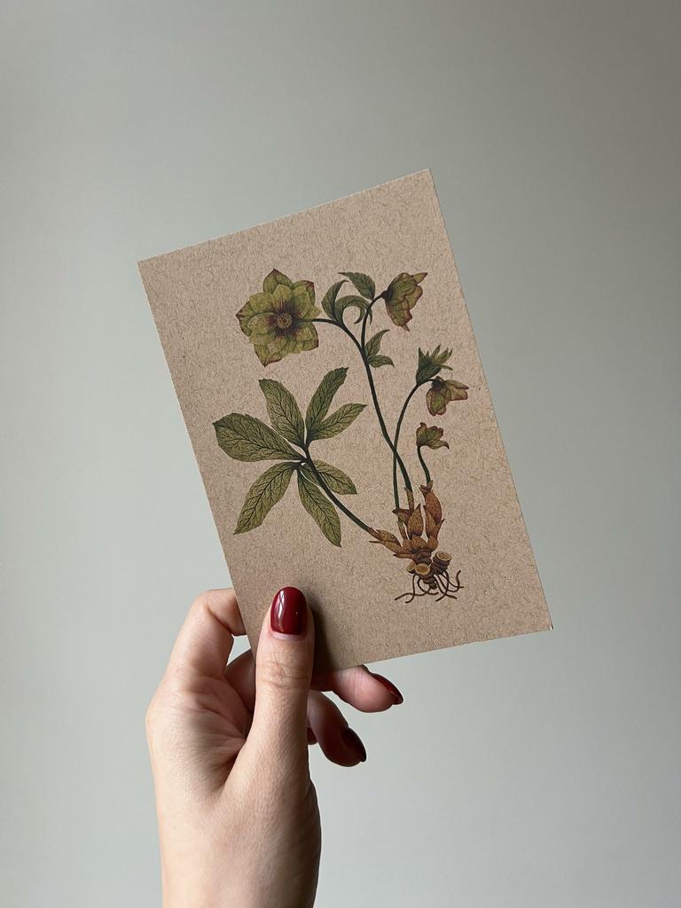 Открытка "Ботаническая иллюстрация"