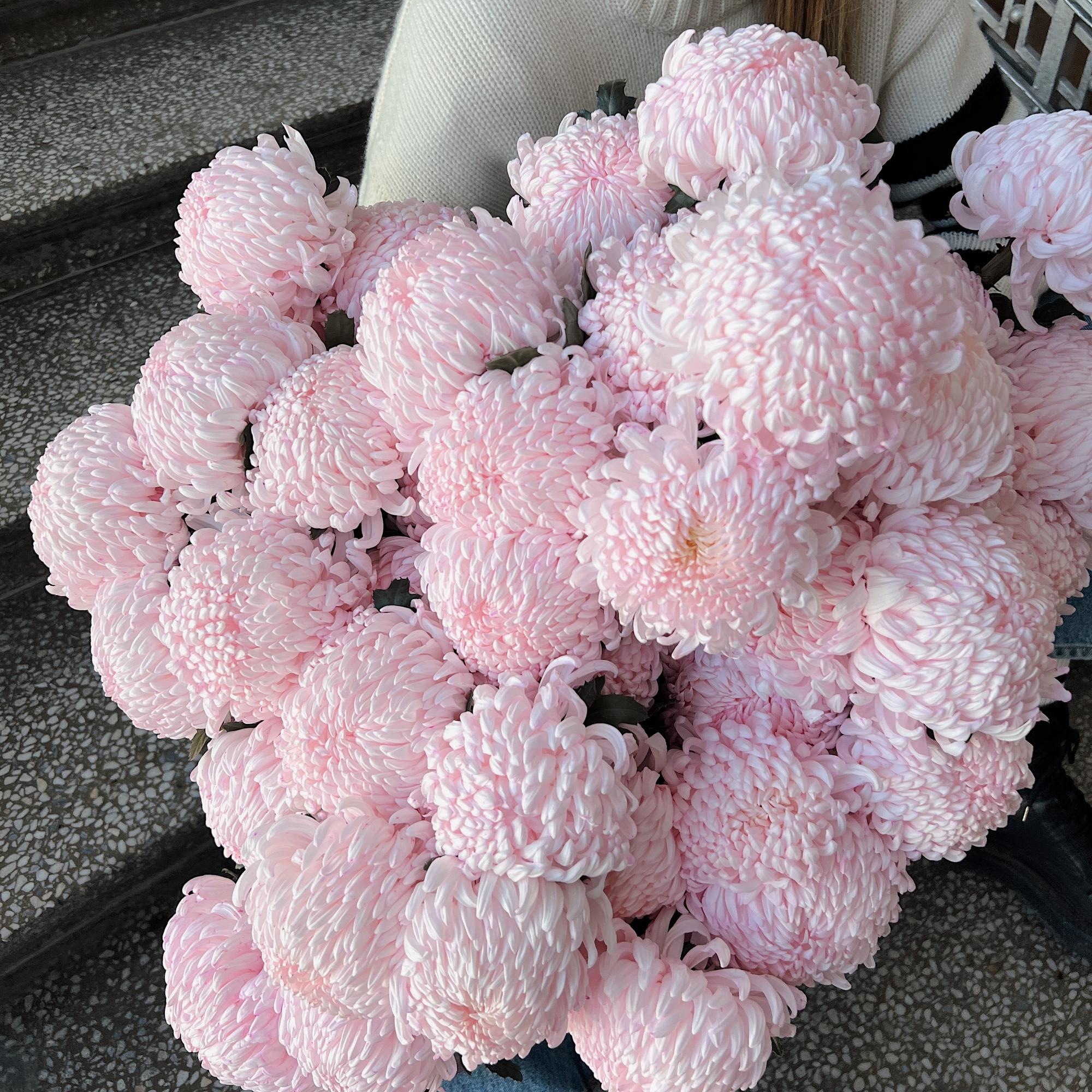 Хризантемы Зефирные