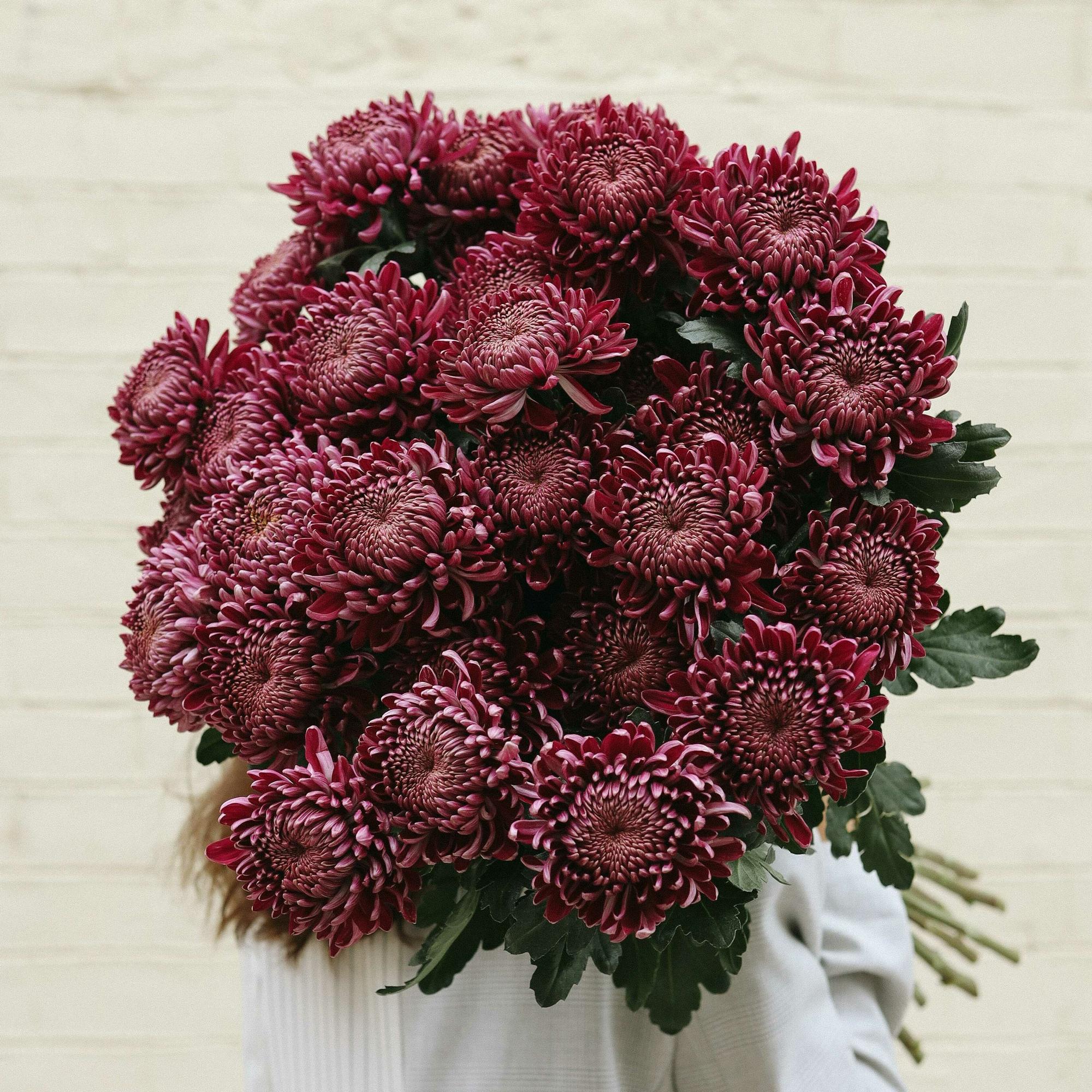 Хризантемы "Бигуди purple"