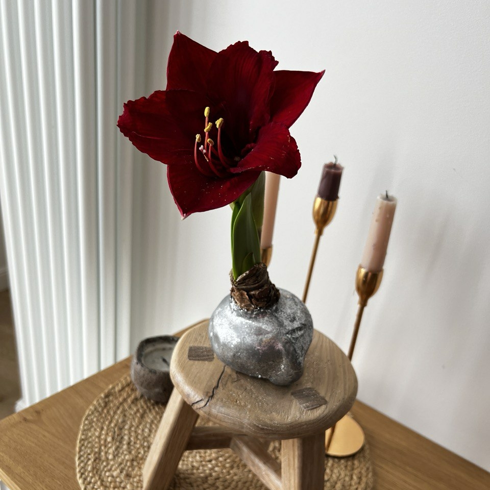 Луковица амариллиса в воске