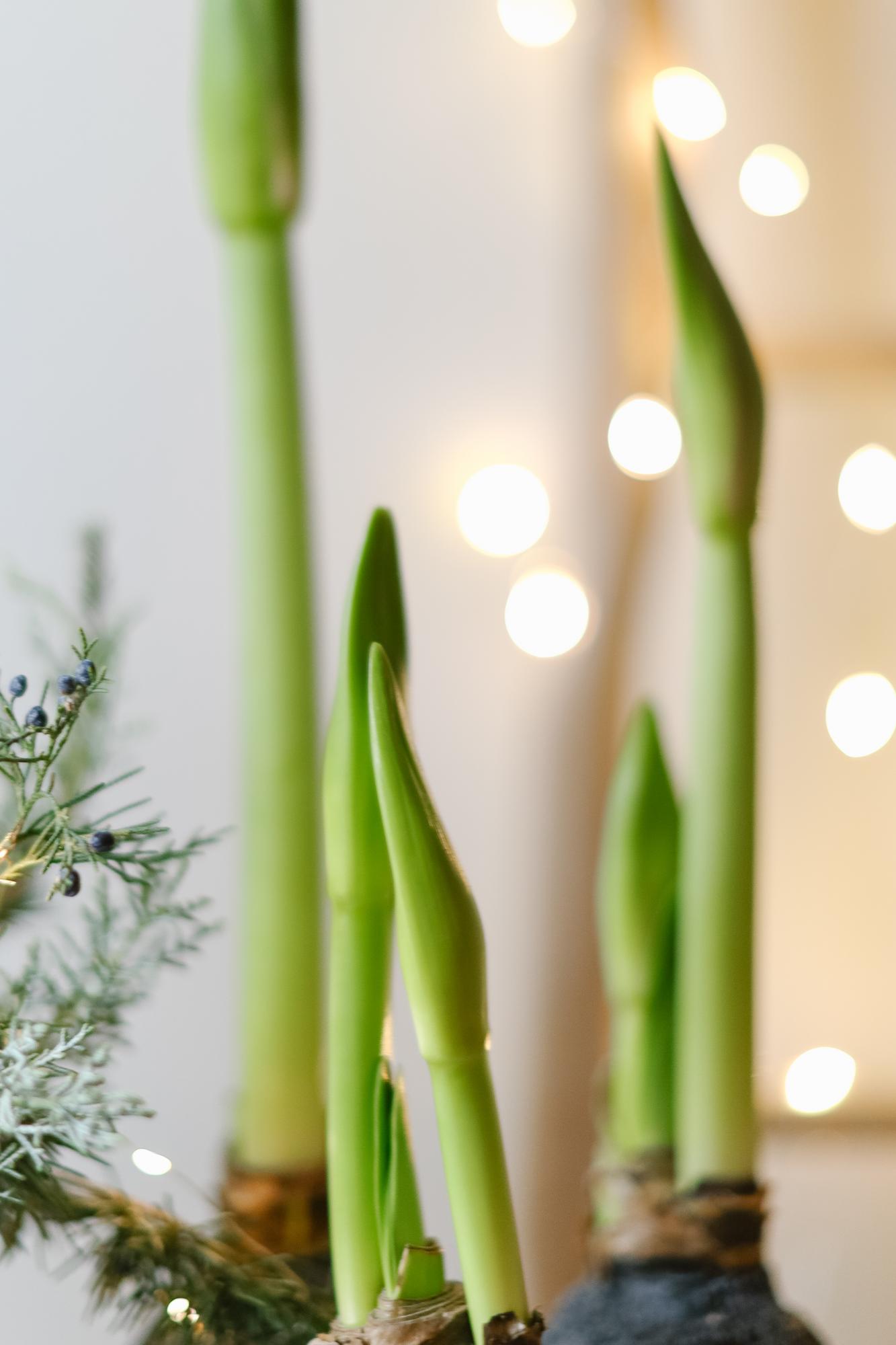 Набор из луковиц амариллиса