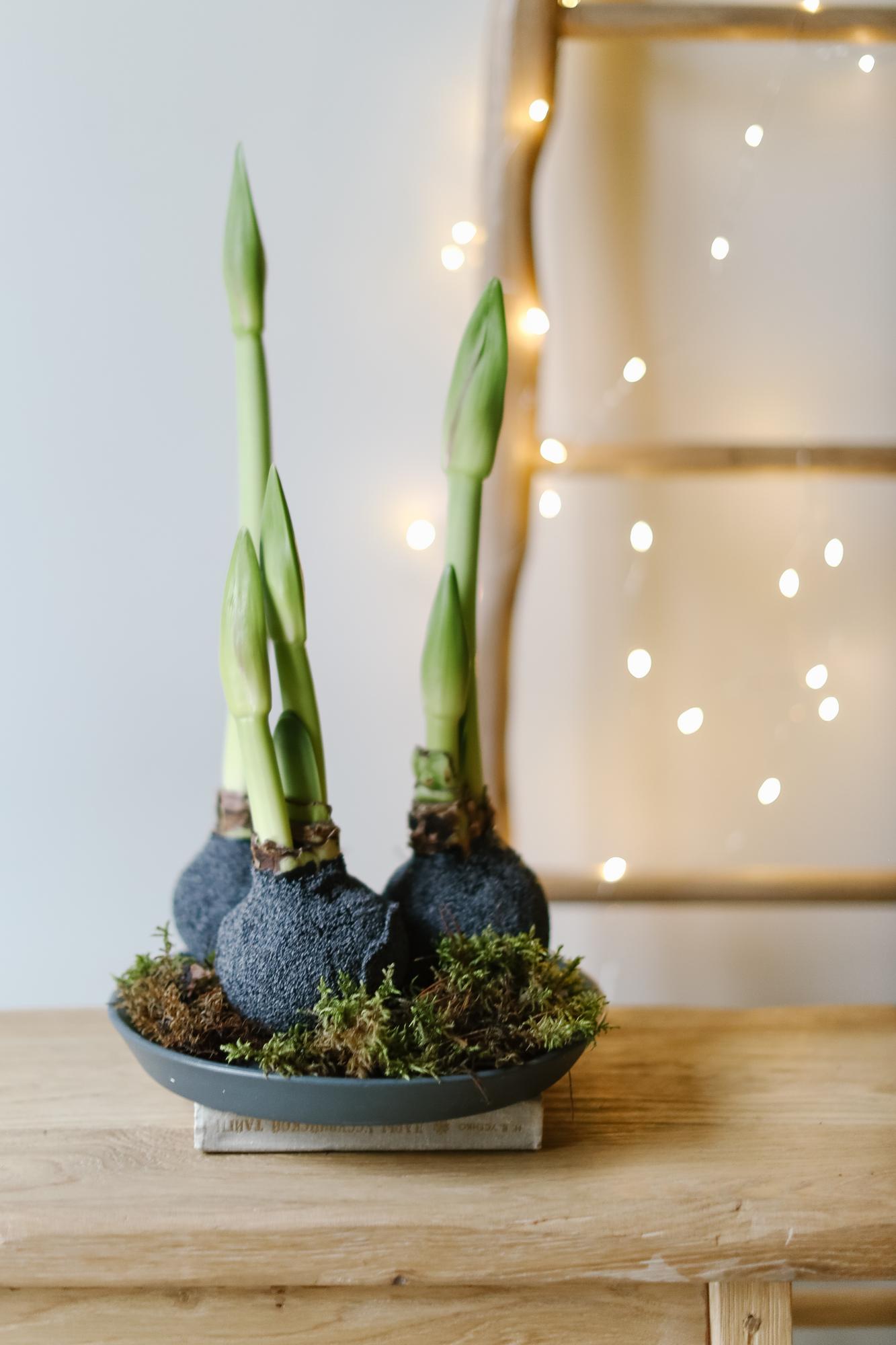 Набор из луковиц амариллиса