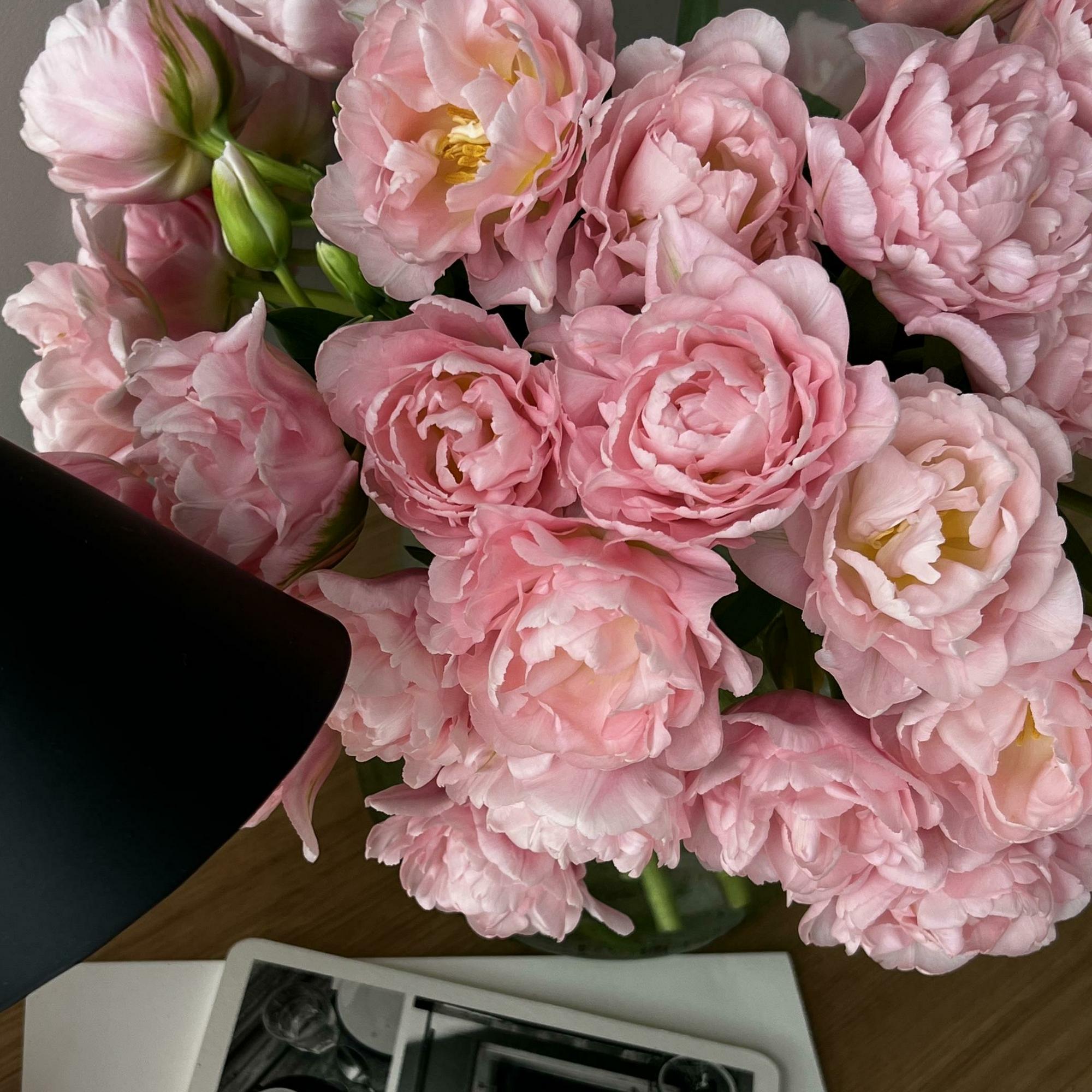 Тюльпаны "Дример"