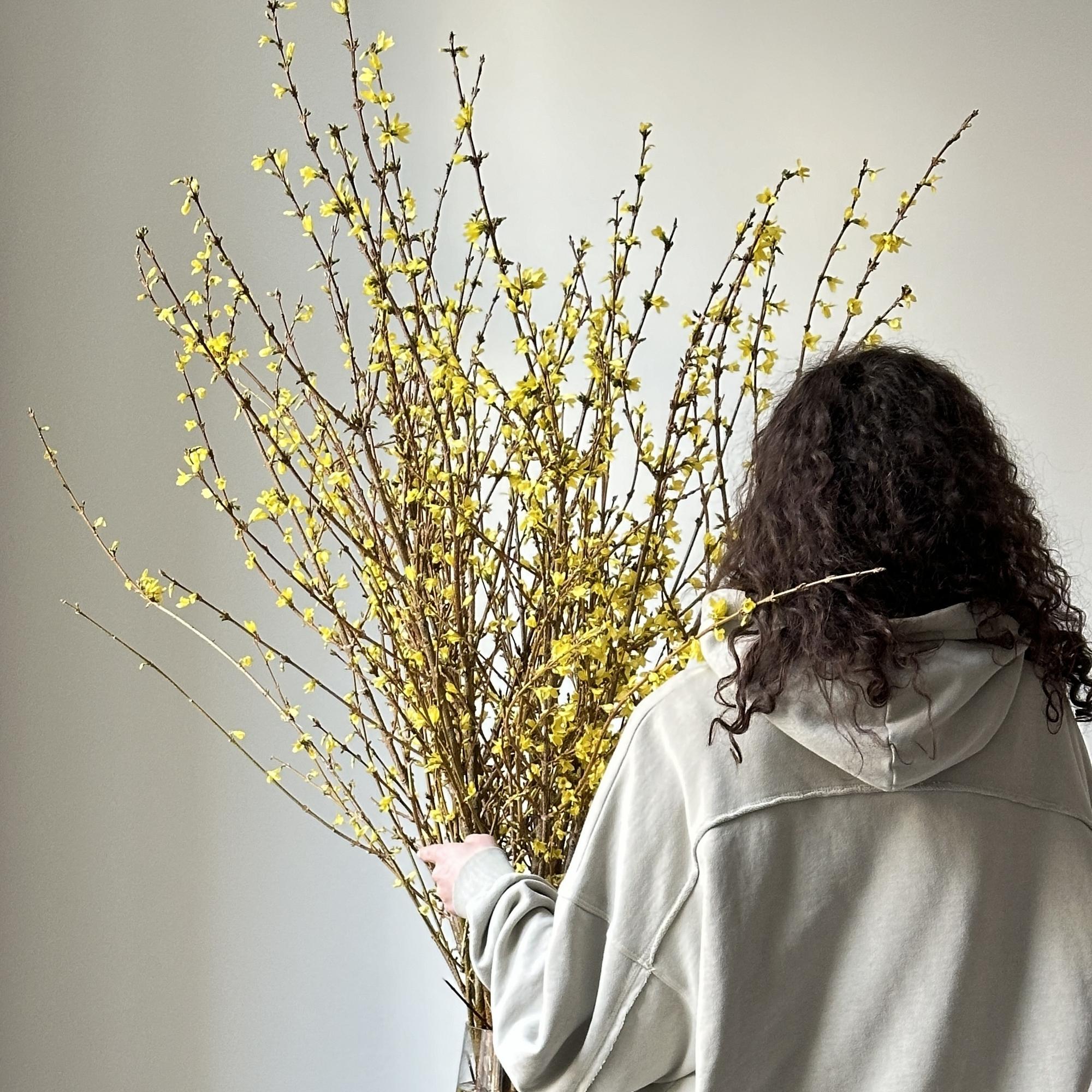 Цветущие ветки форзиции