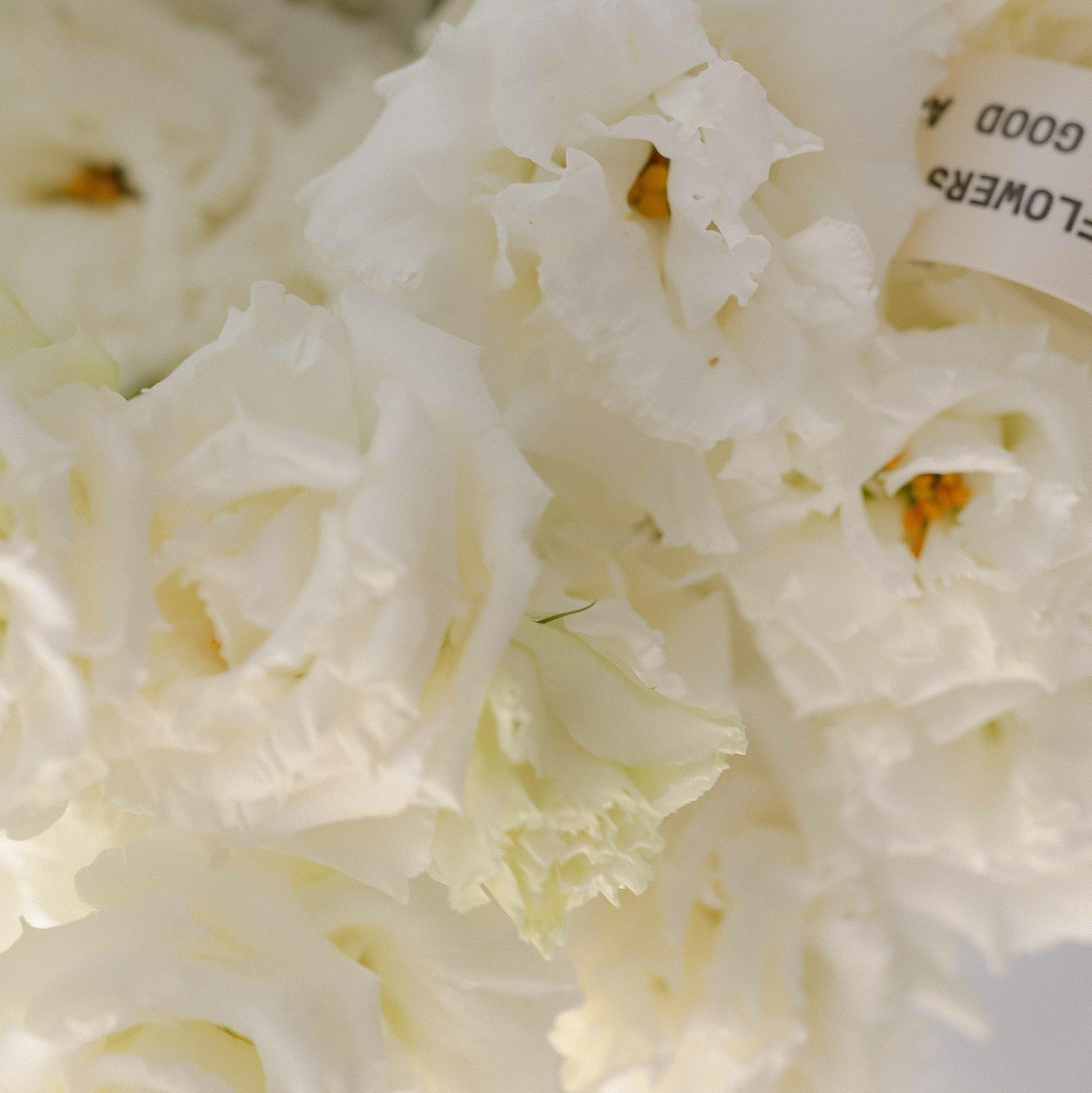 Белая эустома