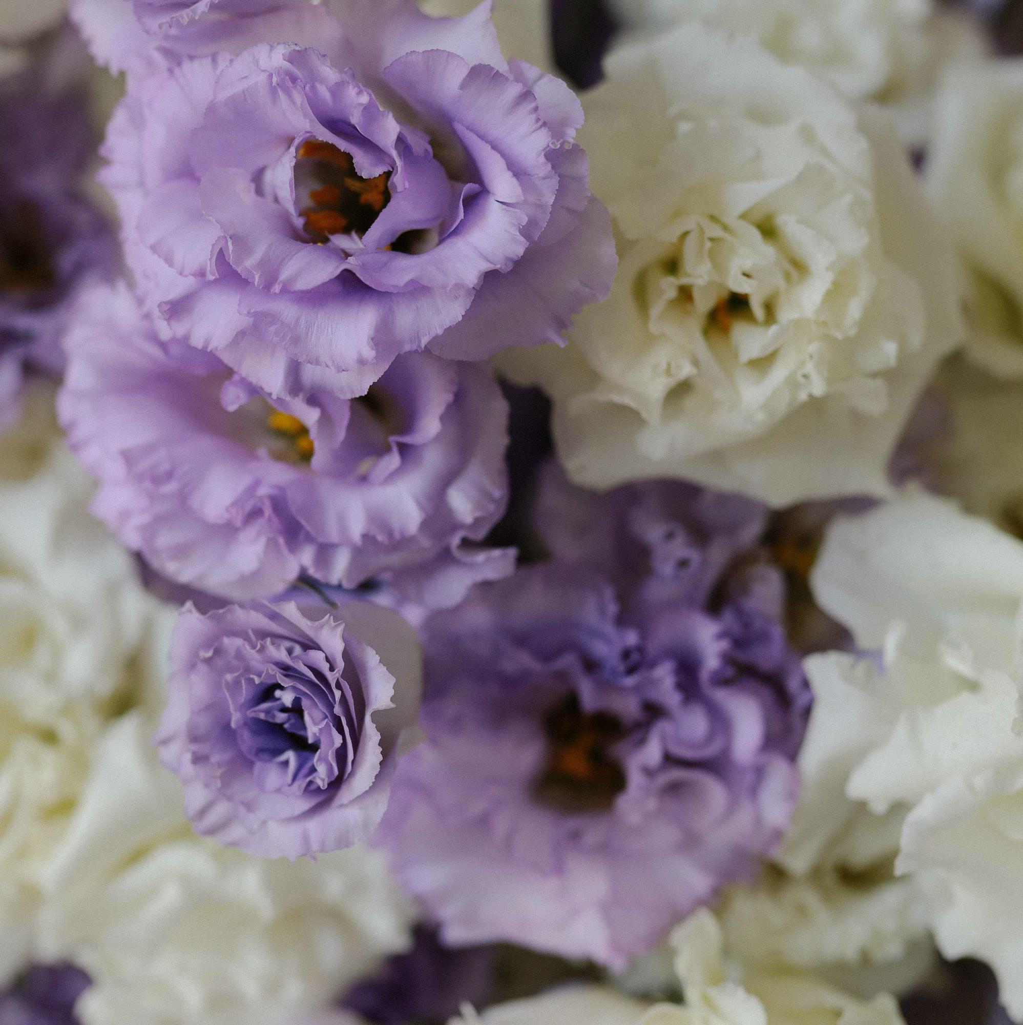 Эустома микс "Лавандовый крем-брюле"