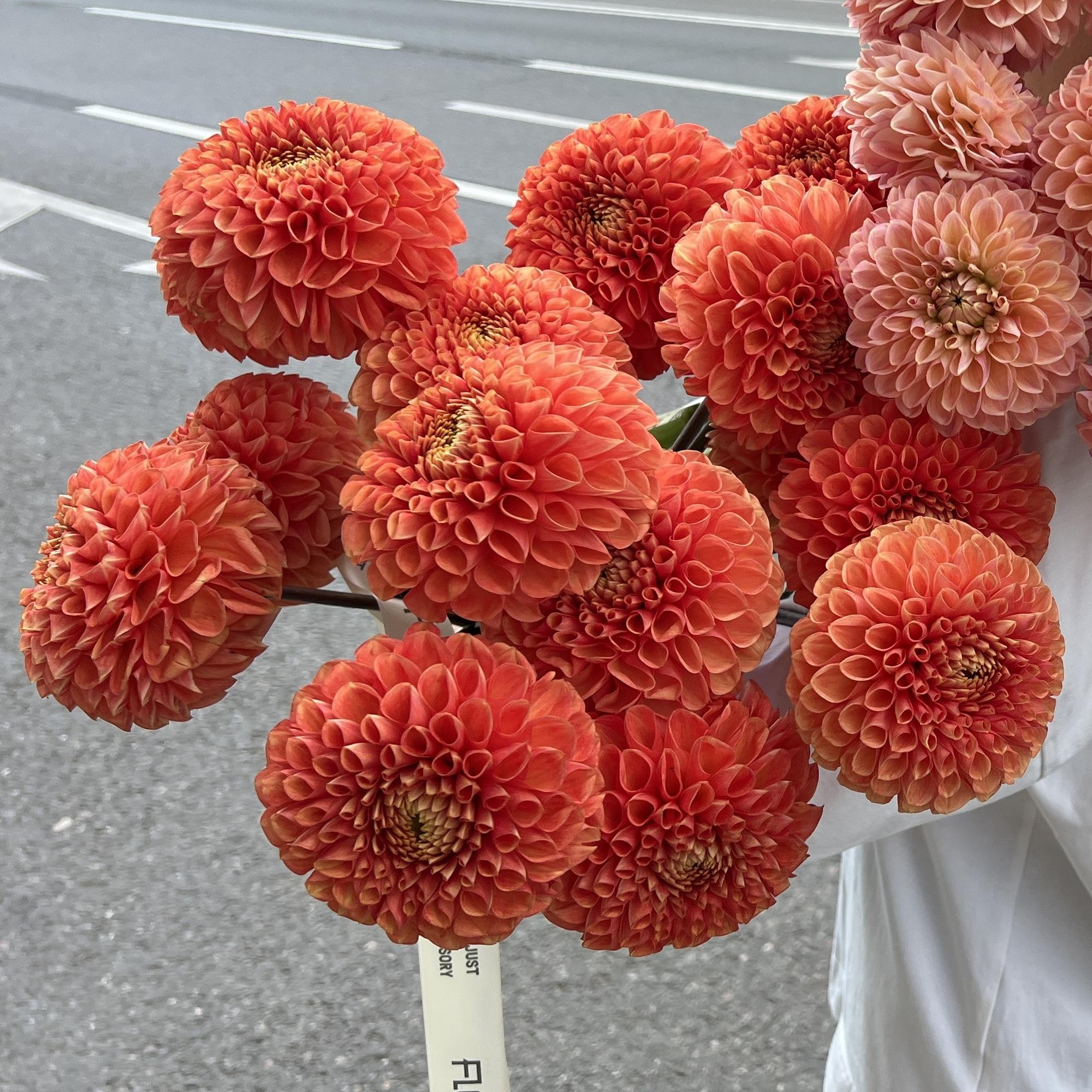 Георгины "Линда"