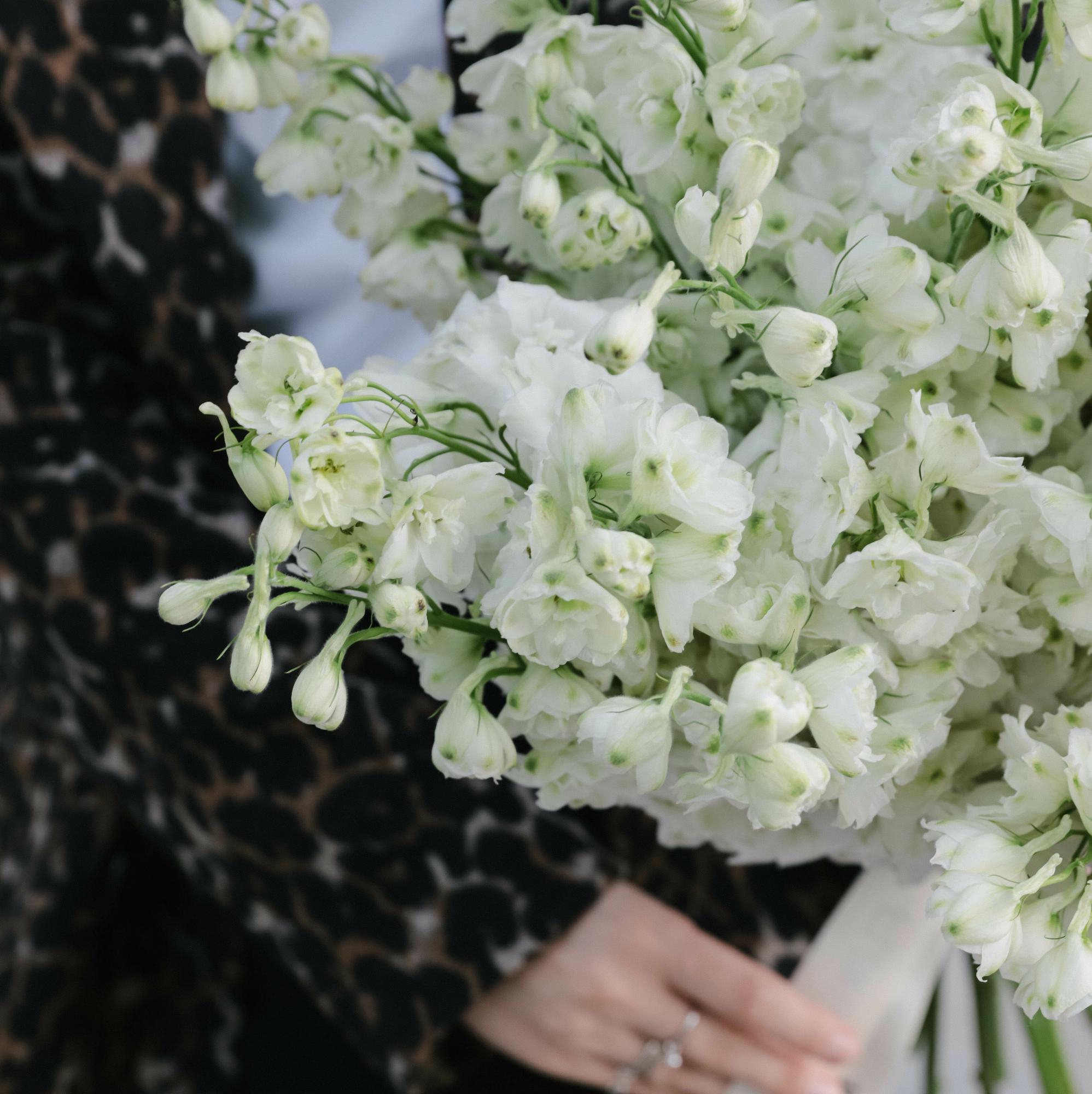 Дельфиниум белый