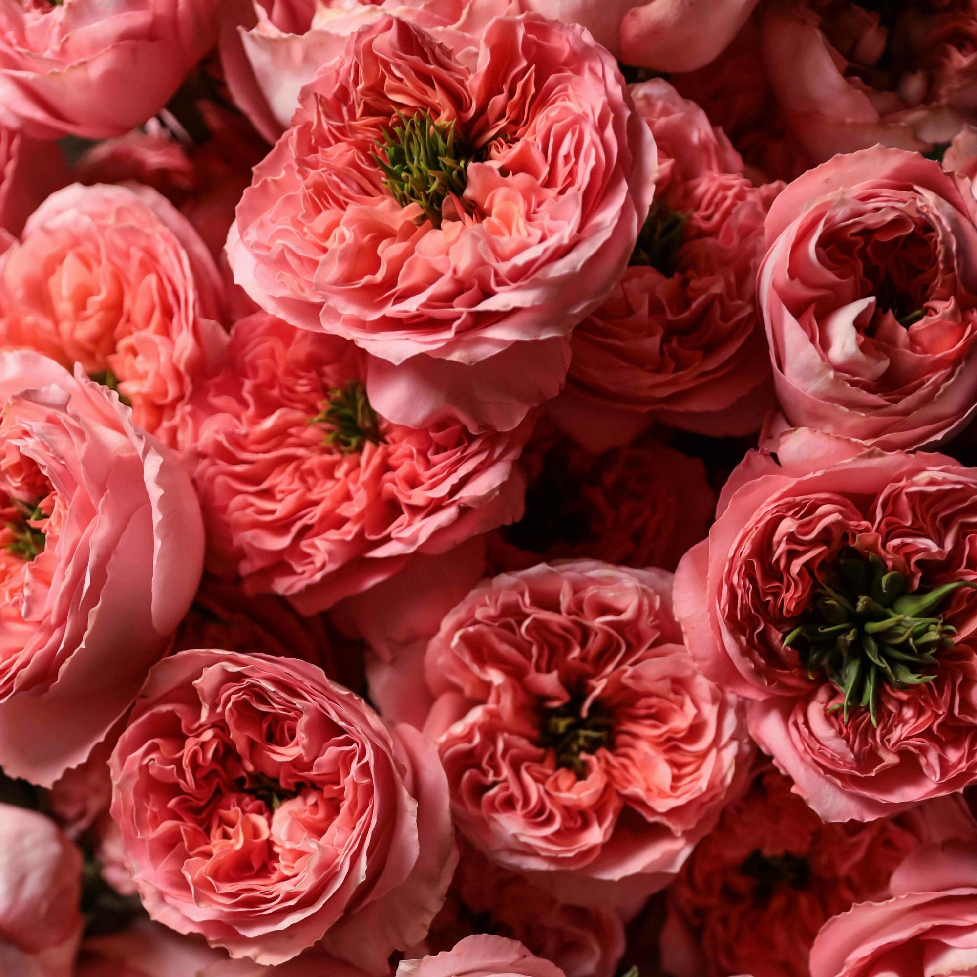 Пионовидные розы "Мандарин"