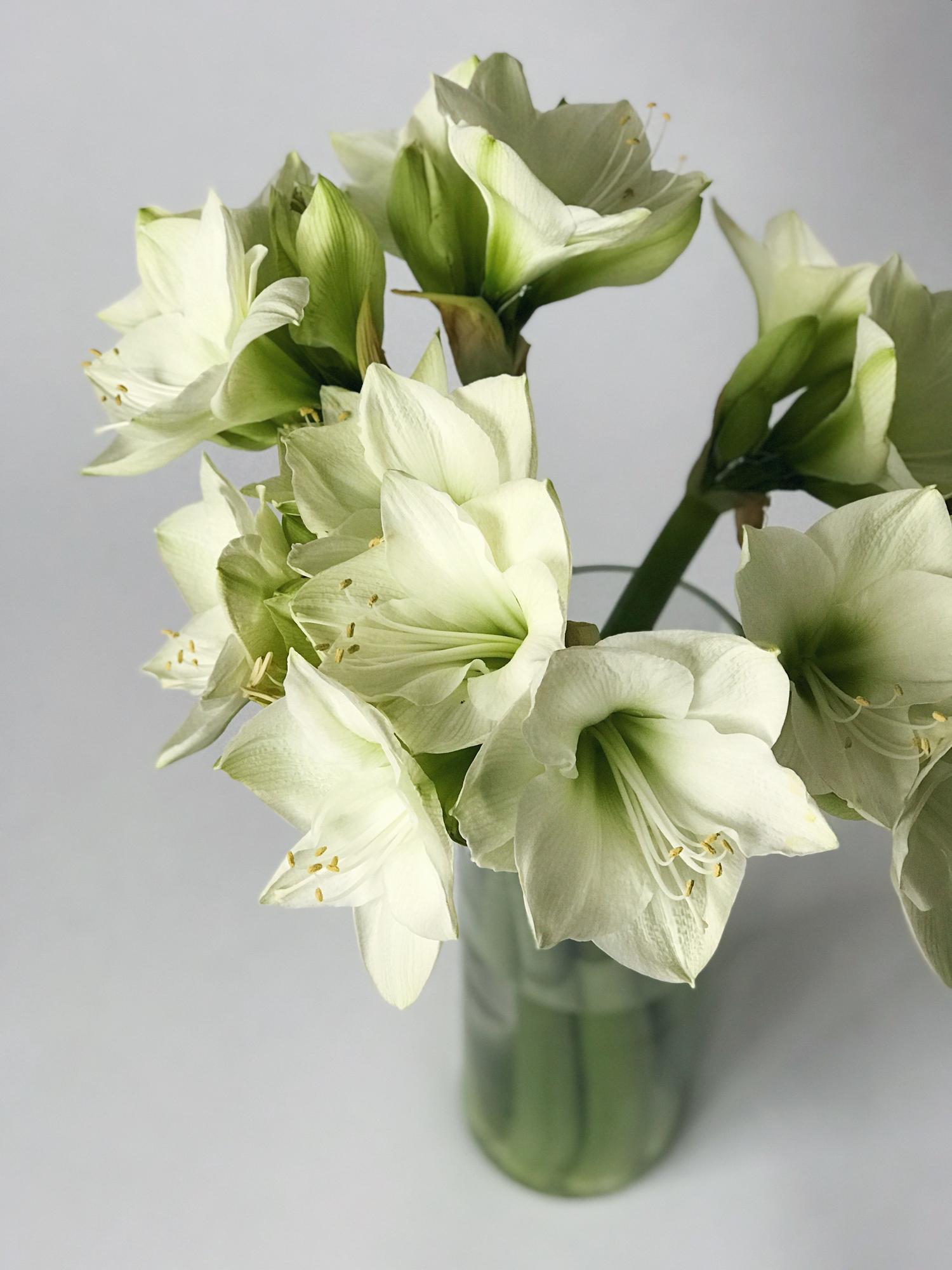 Амариллис белый