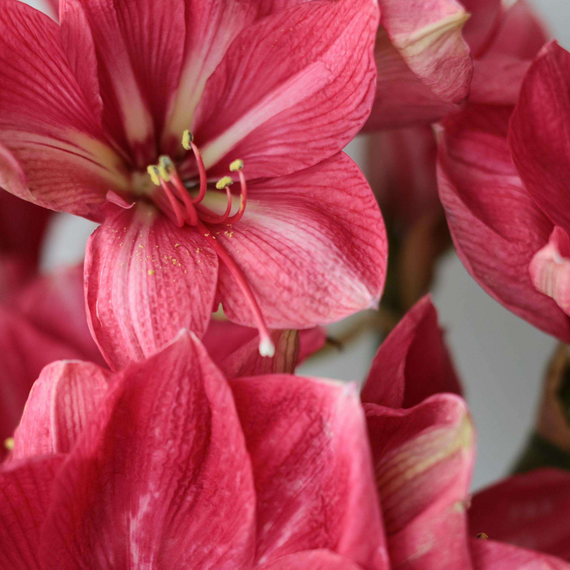Амариллис малиновый
