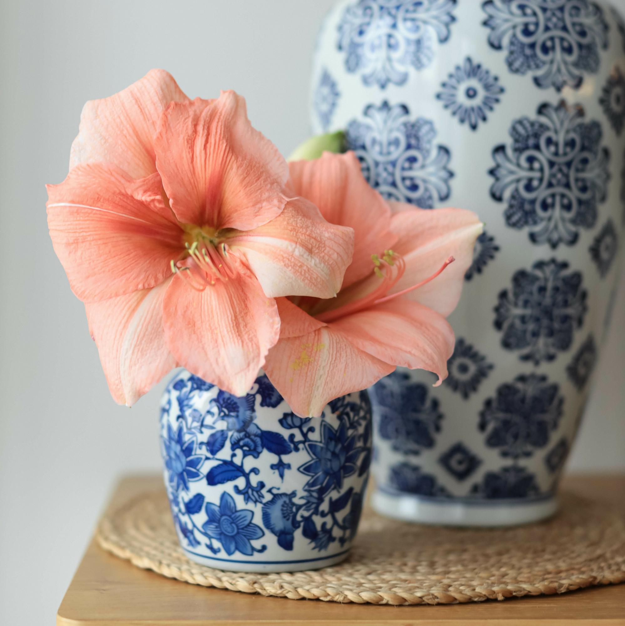 Амариллис лососевый