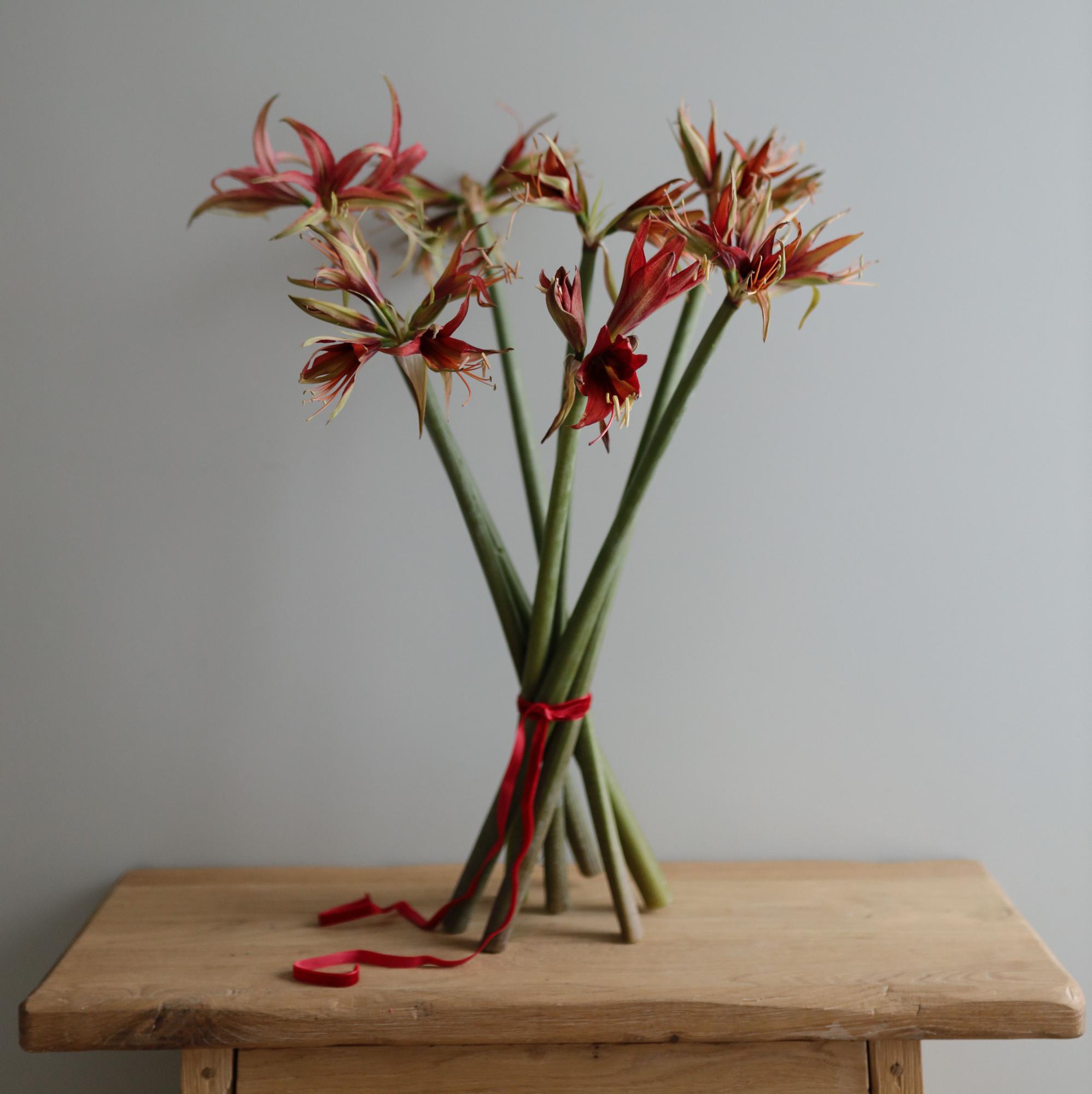 Амариллис танго