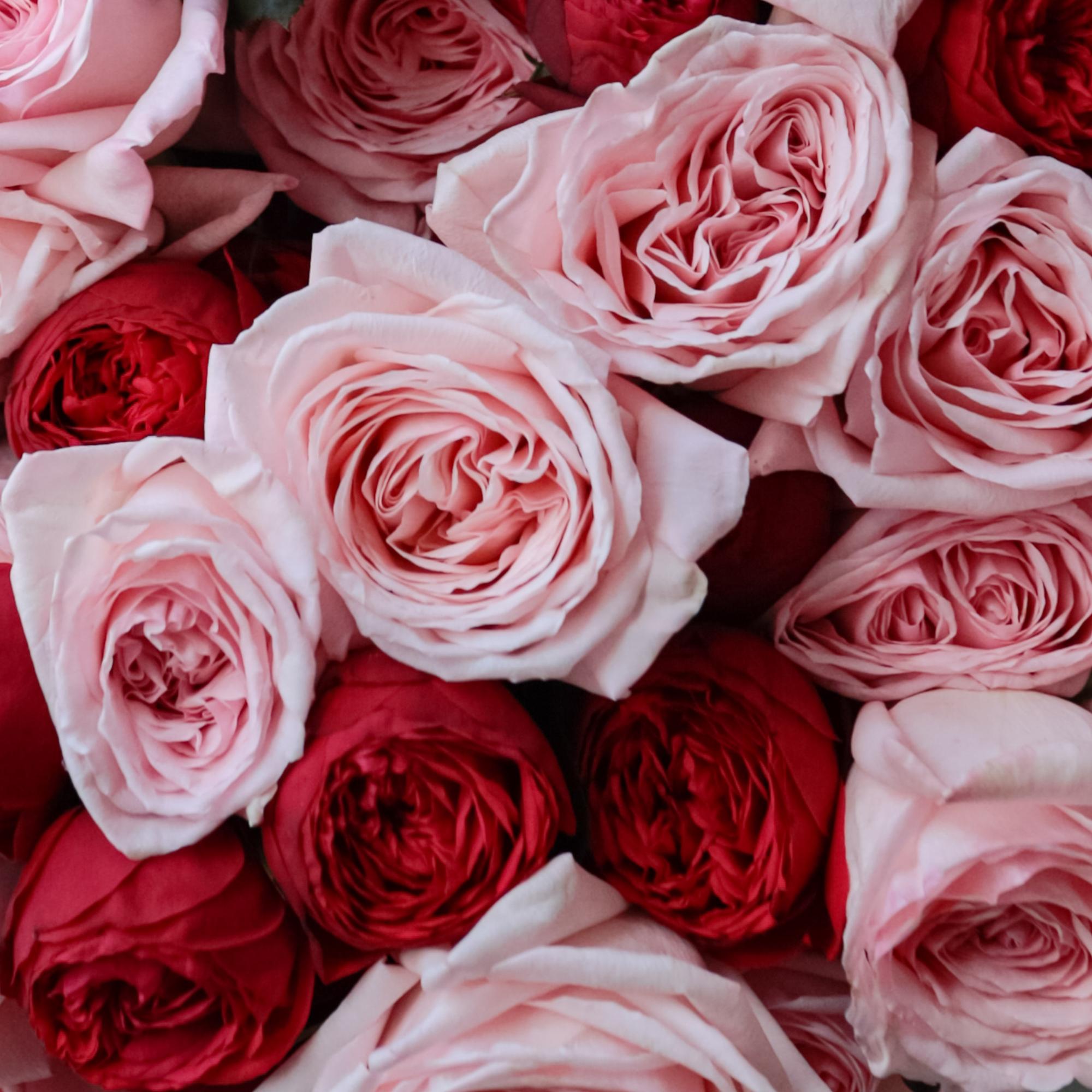 Микс "Ред пиано & Пинк Охара"