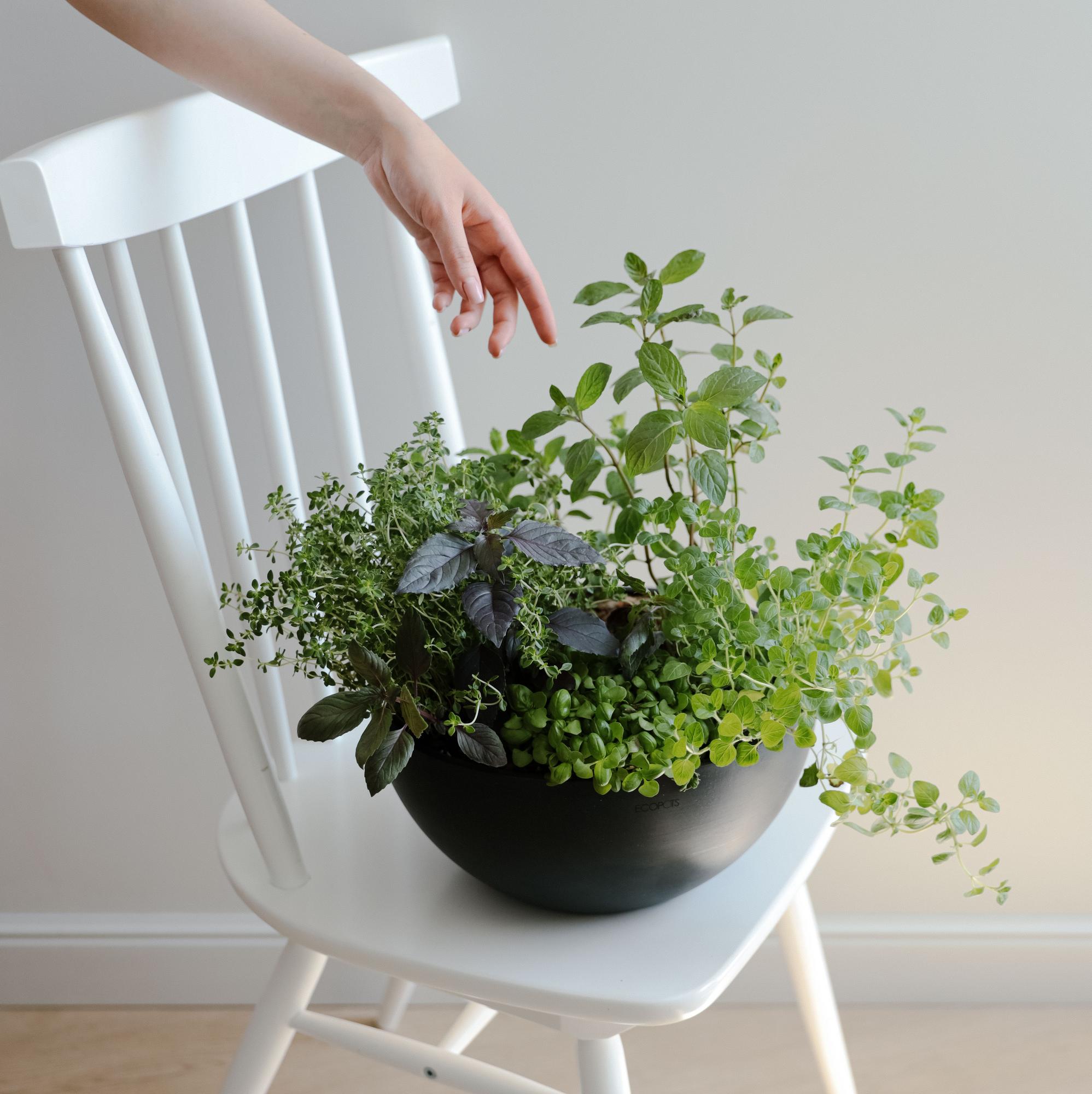 Микс трав в черном боуле M