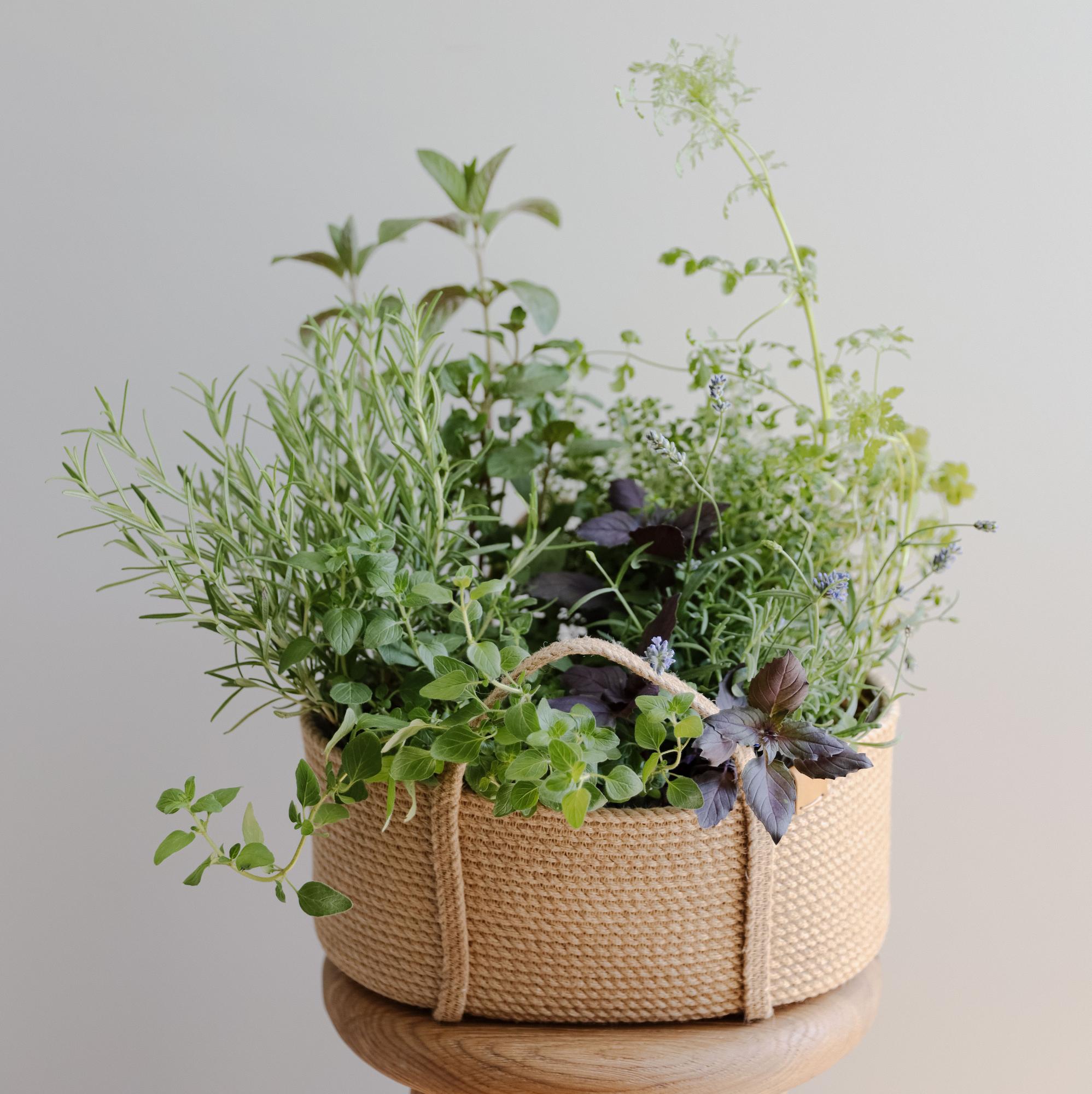 Микс трав в корзине L