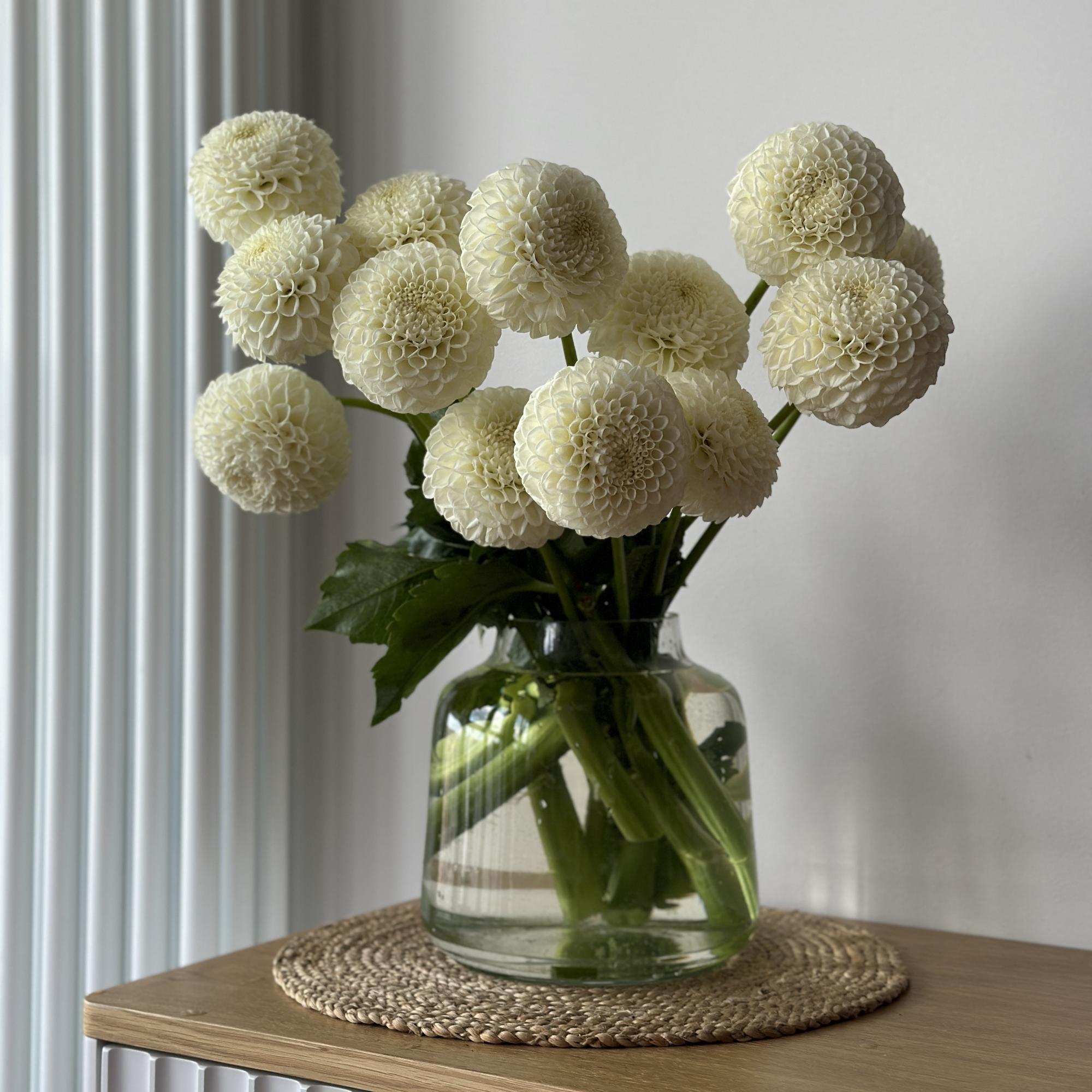 Георгины "Бум Бум Вайт"