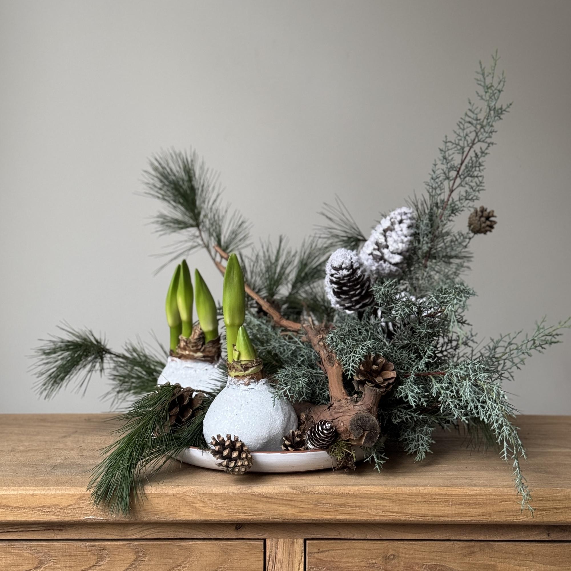 Набор из луковиц амариллиса с хвоей и корягой