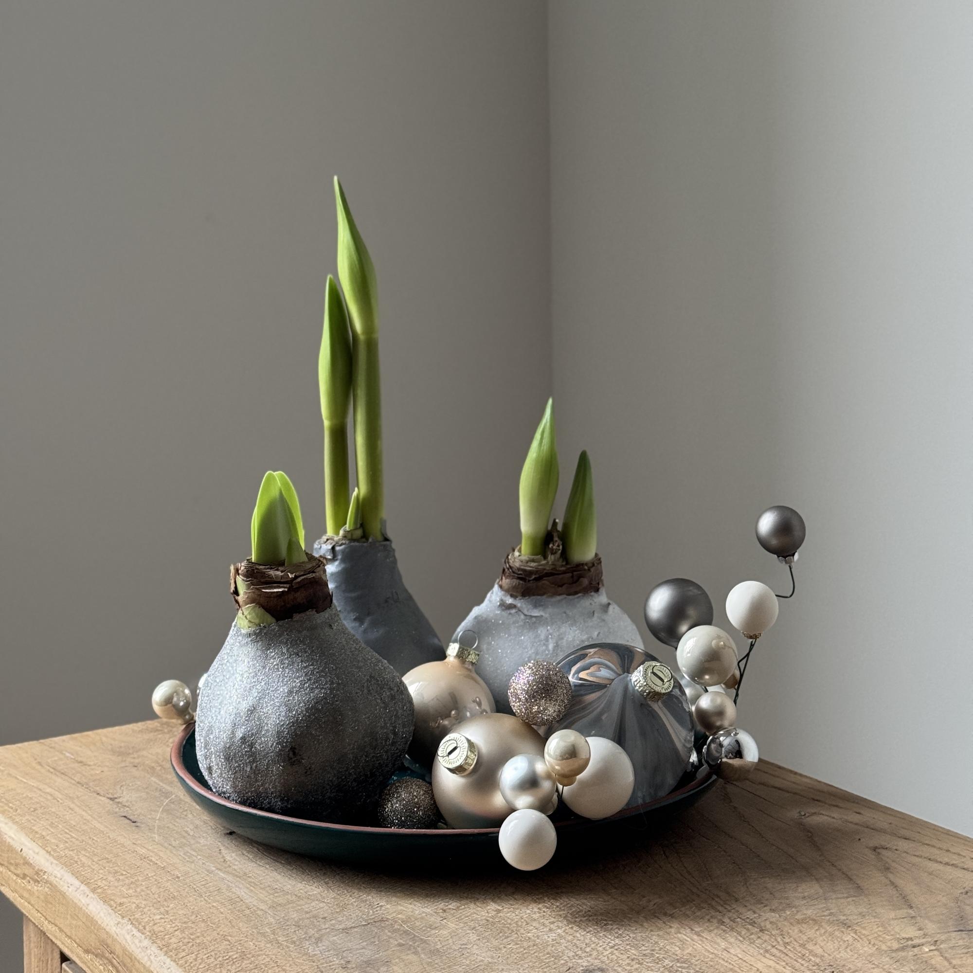 Набор из луковиц амариллиса "Минимализм"