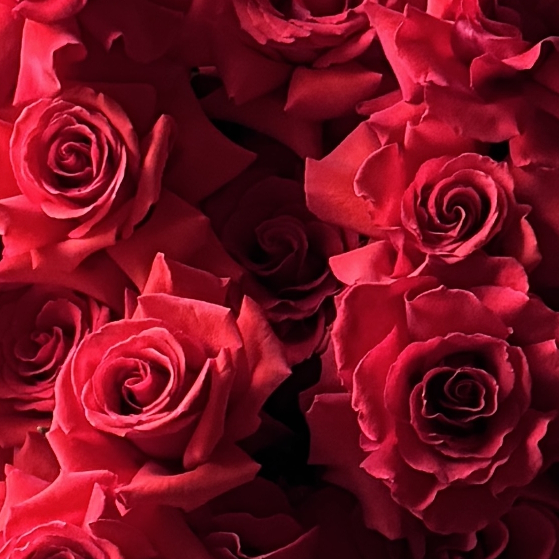 Французские розы "Нина"