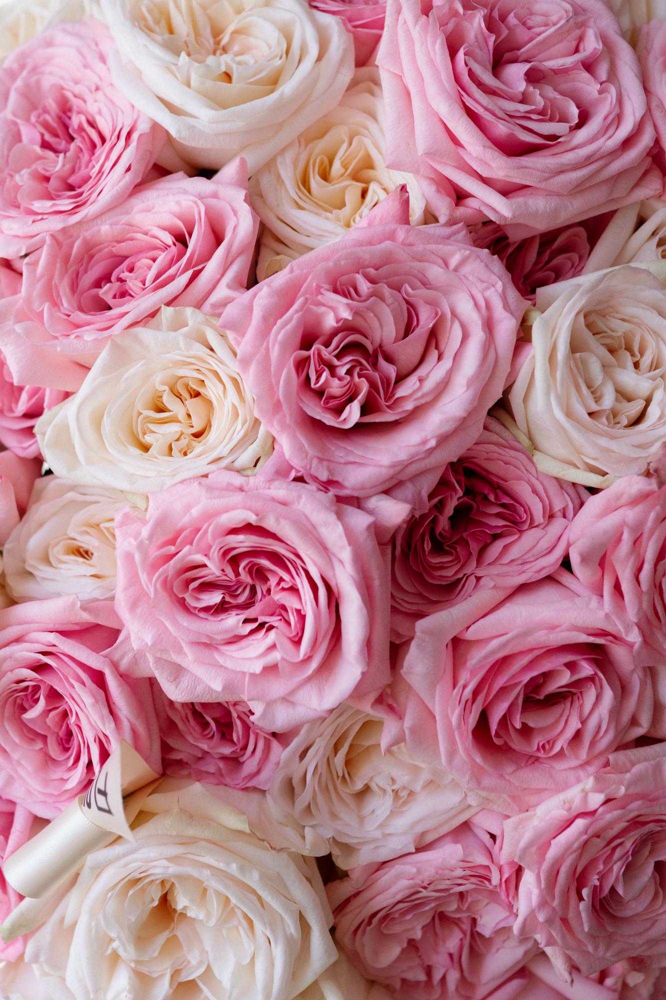 Микс ароматных роз "Вайт Охара и Пинк Охара"