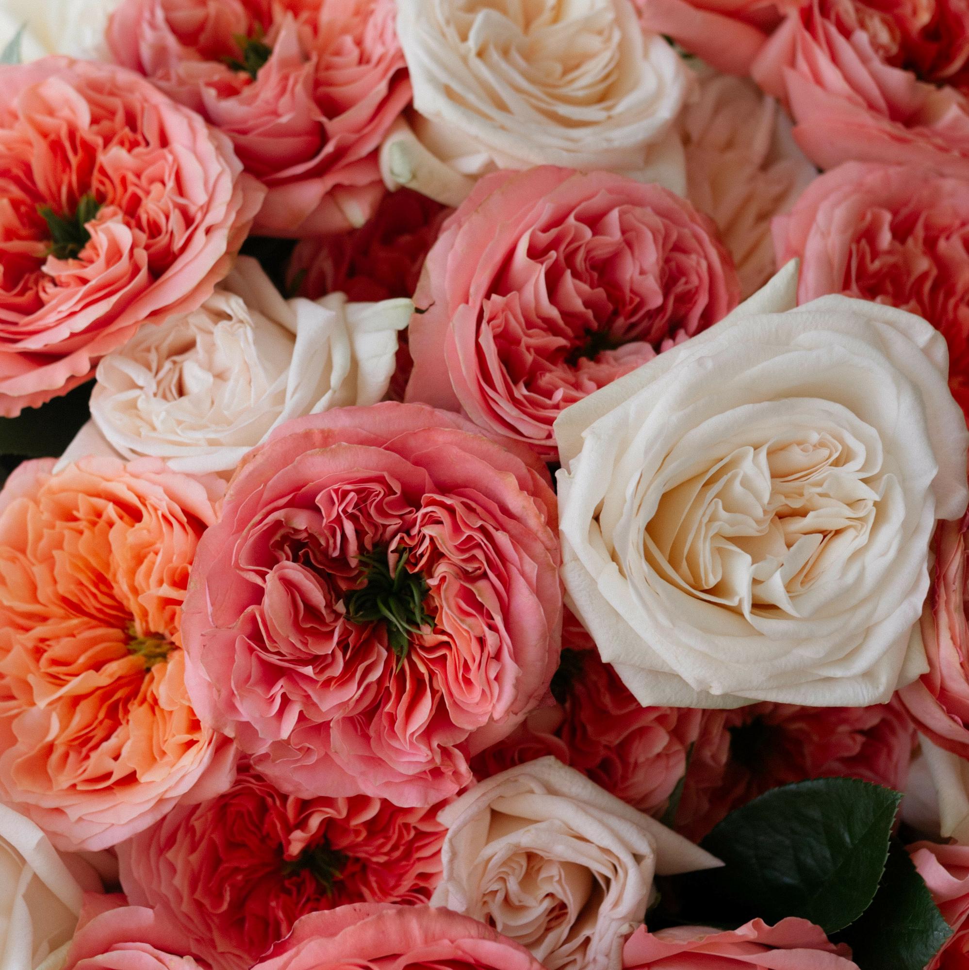 Микс пионовидных роз "Мандарин и Вайт Охара"