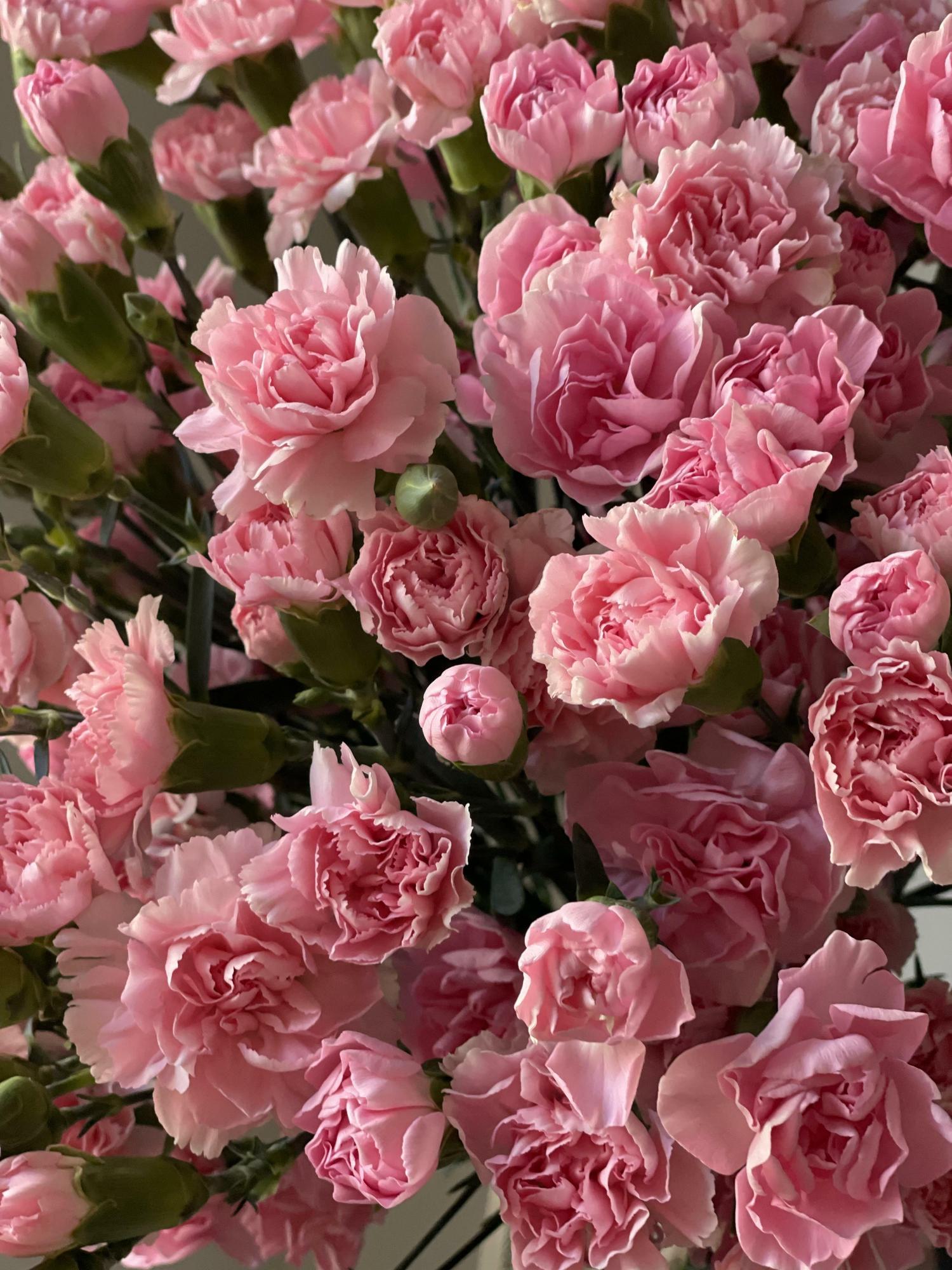 Кустовые розовые диантусы