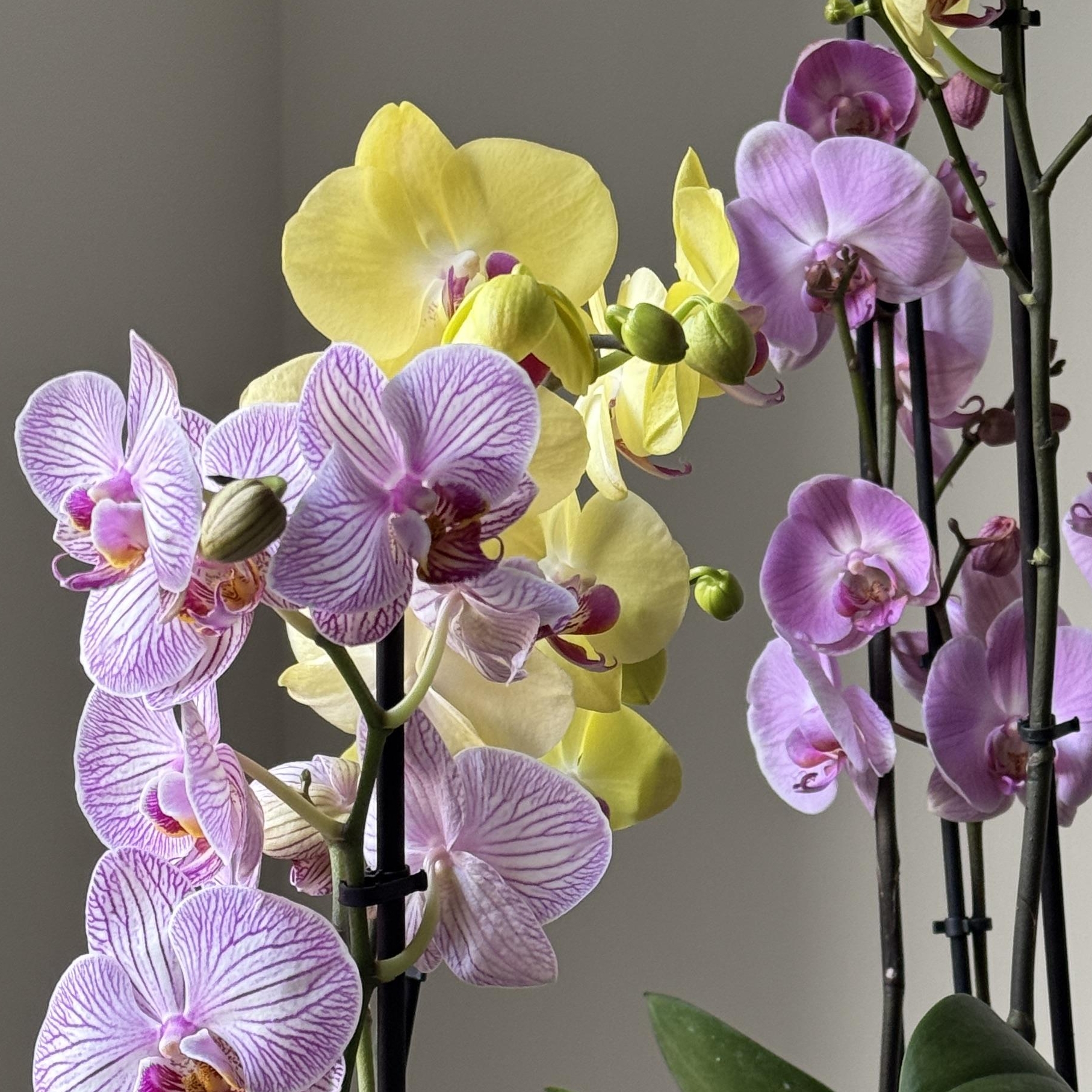 Композиция с фаленопсисами