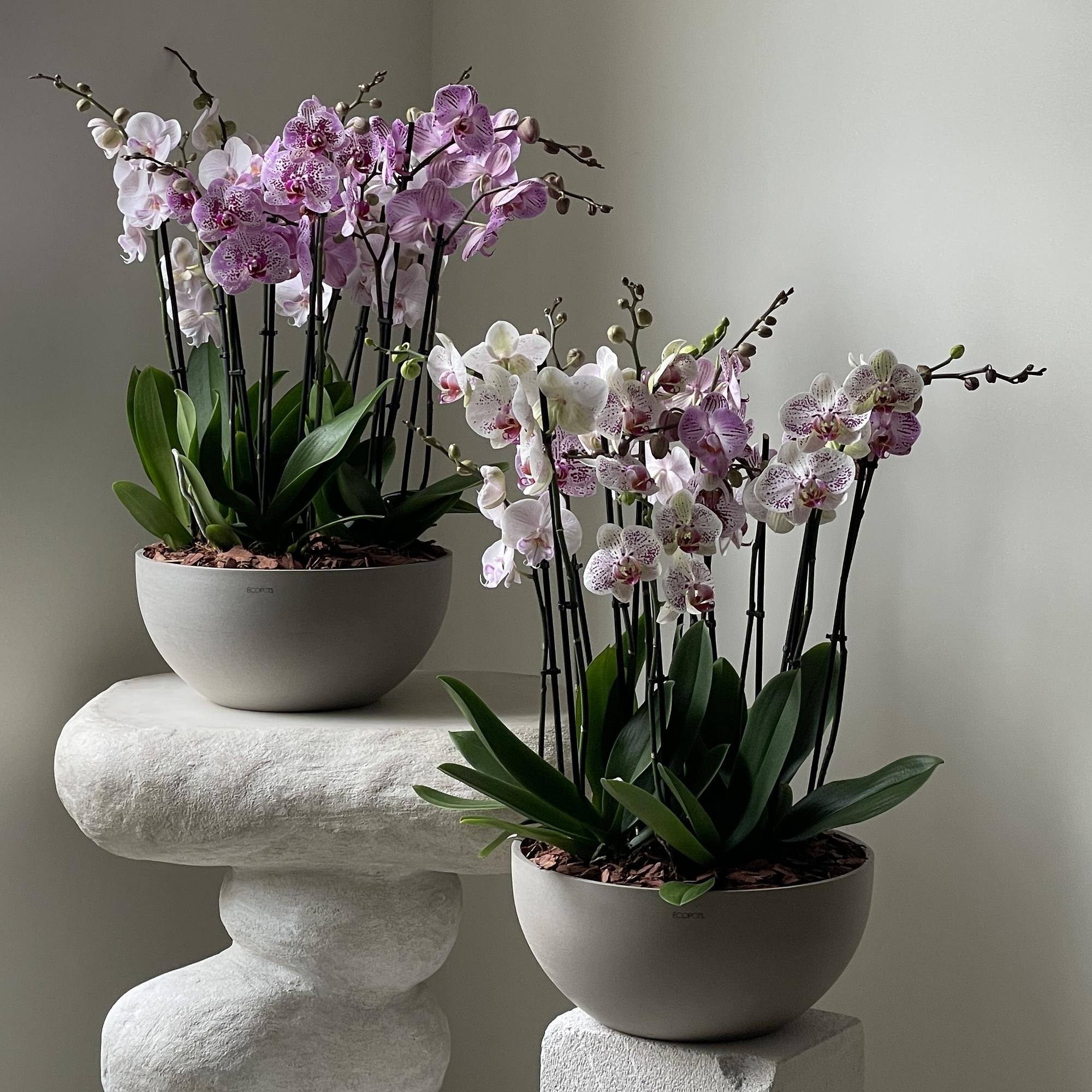 Композиция с фаленопсисами