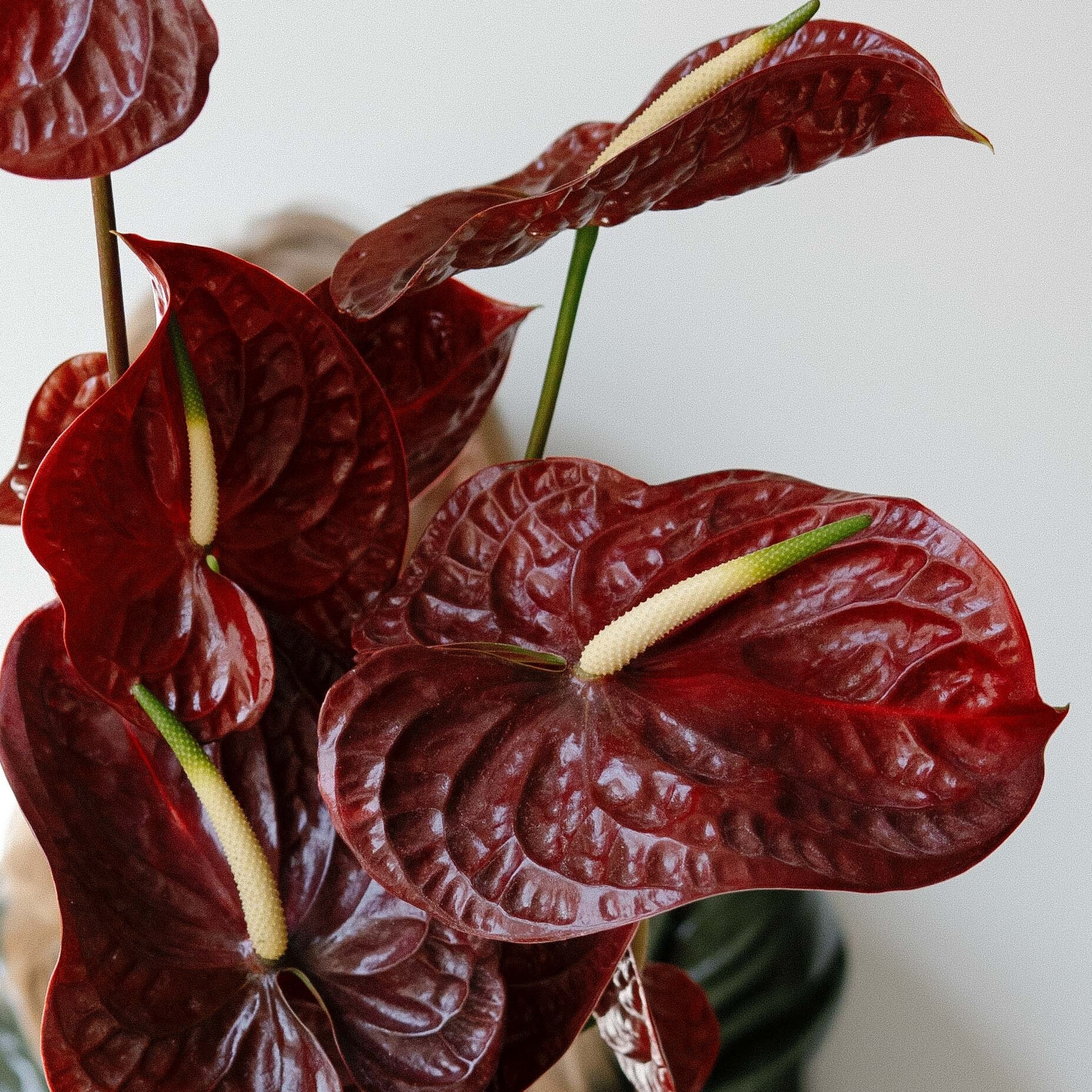 Антуриум "Бордо"