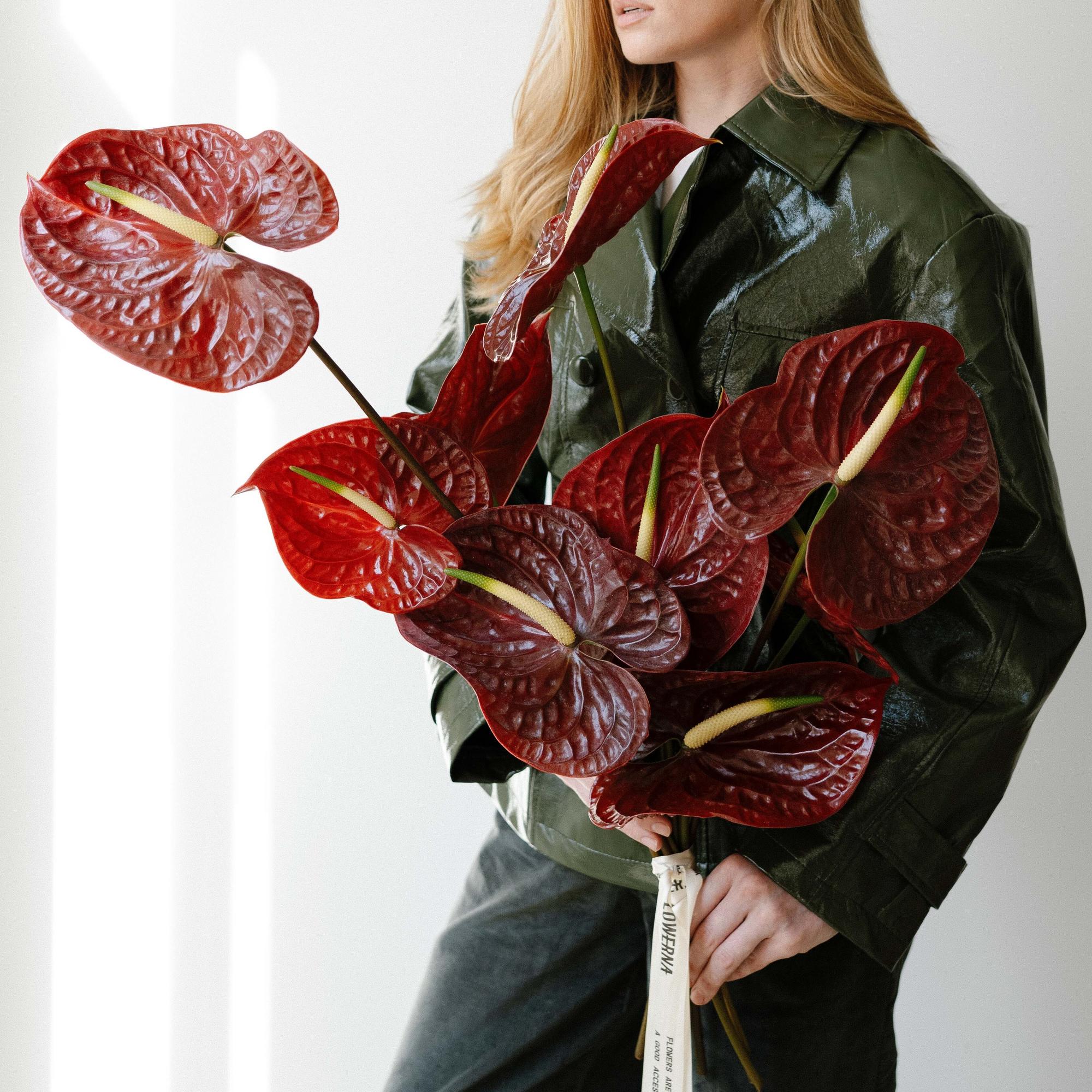 Антуриум "Бордо"