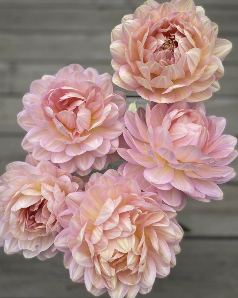 Черенок "Hapet Old Charm"