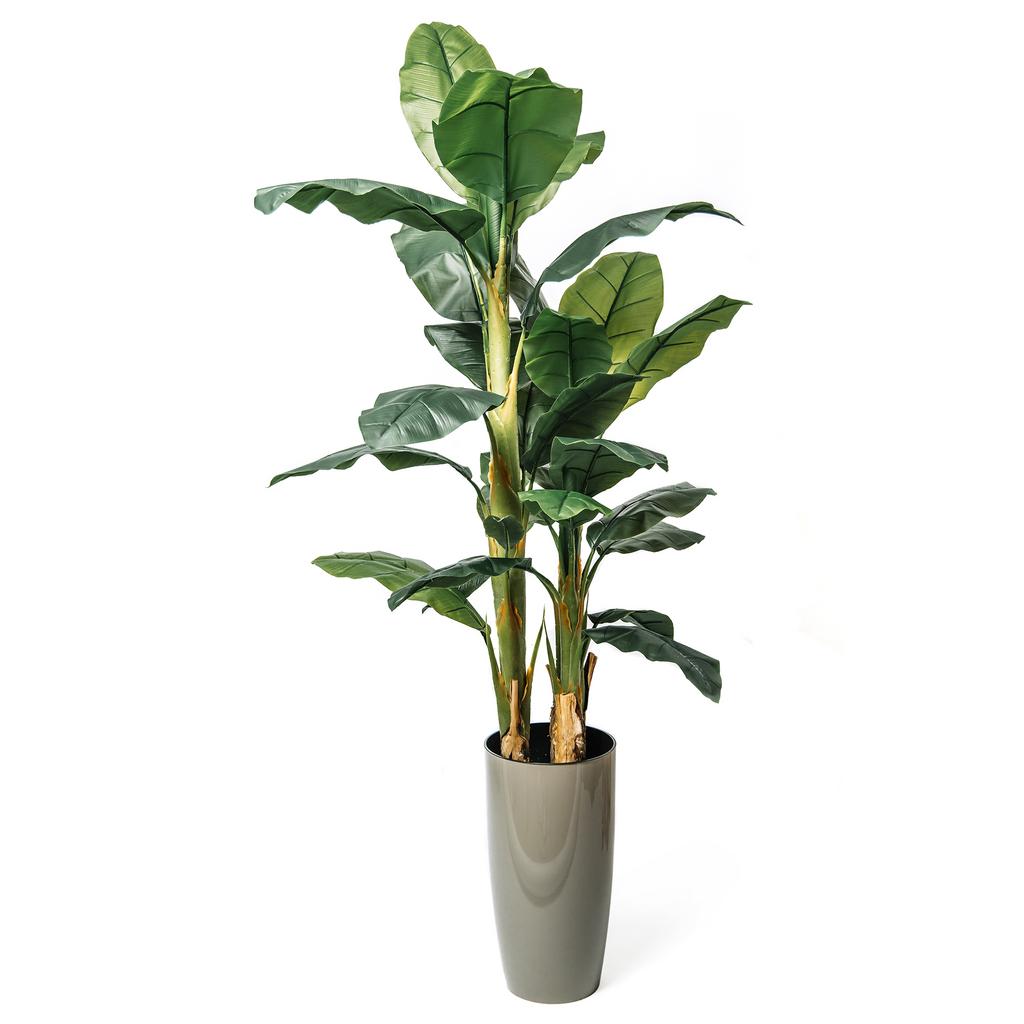 Банановая пальма