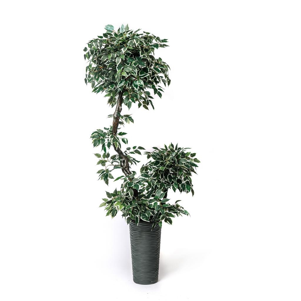 Фикус пестролистный с побегом