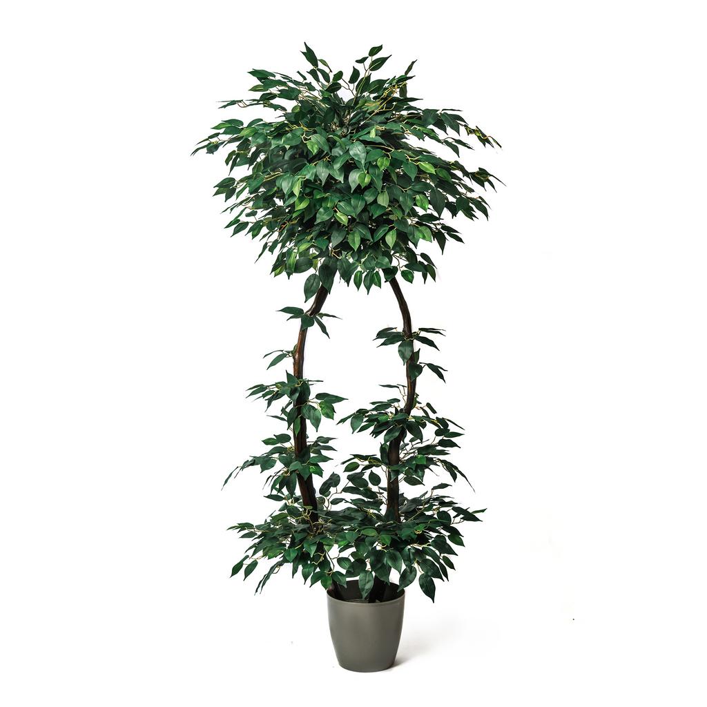 Фикус 2 ствола Максимус