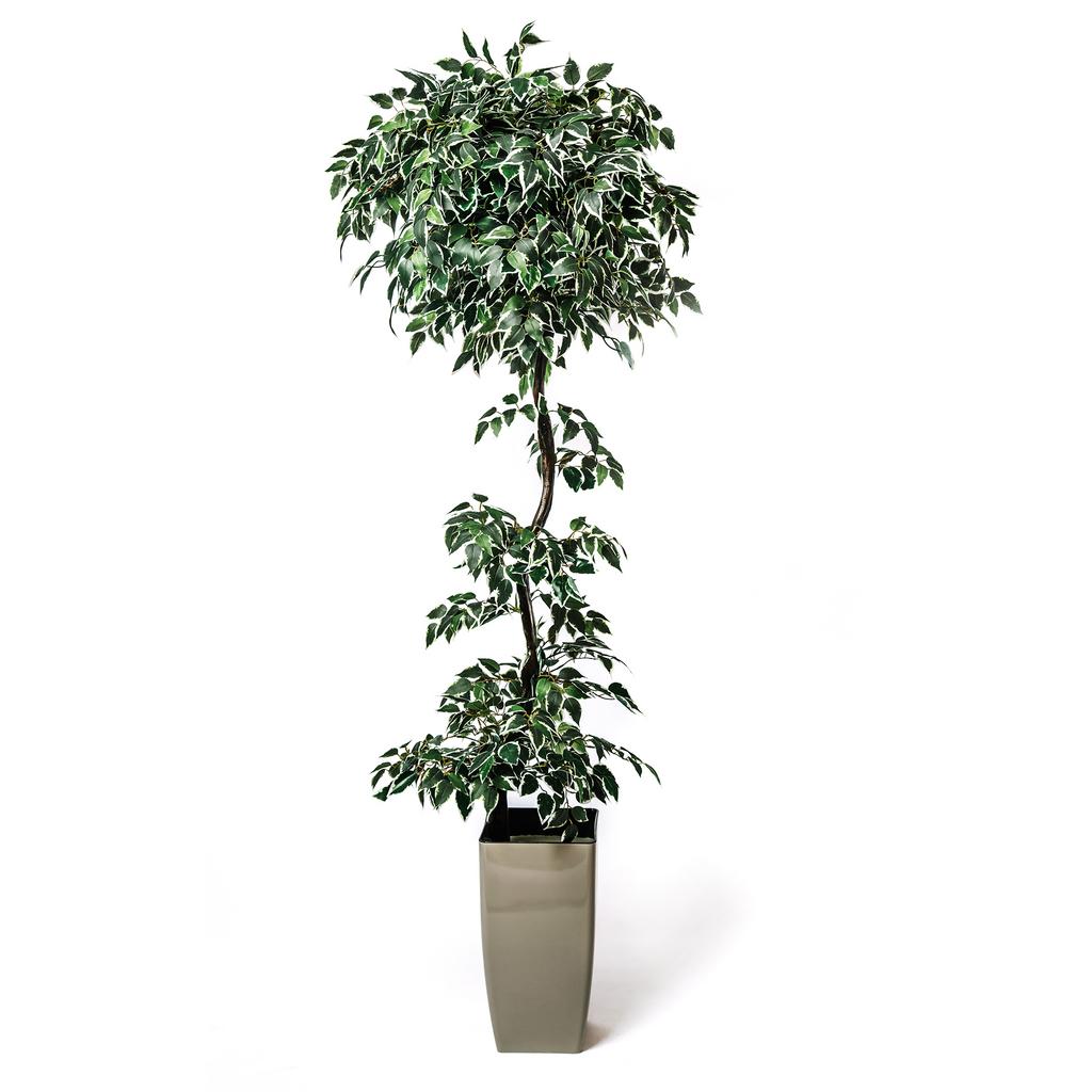 Фикус Пестролистный Одноствольный