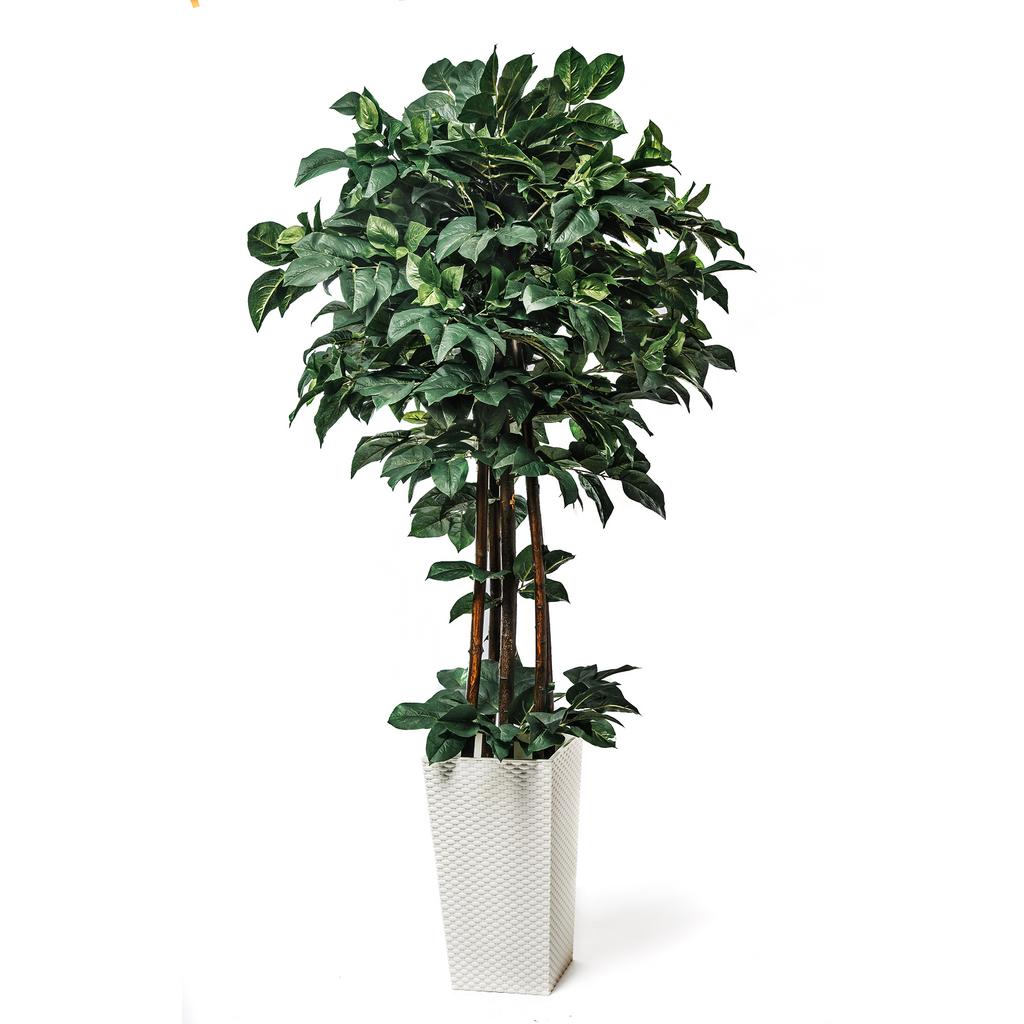 Цитрус Европейский