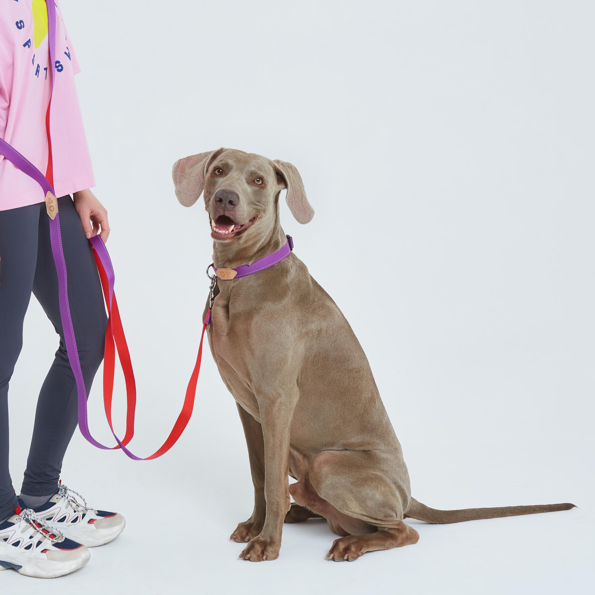 Комплект: поводок-петля и ошейник пурпурно-красный